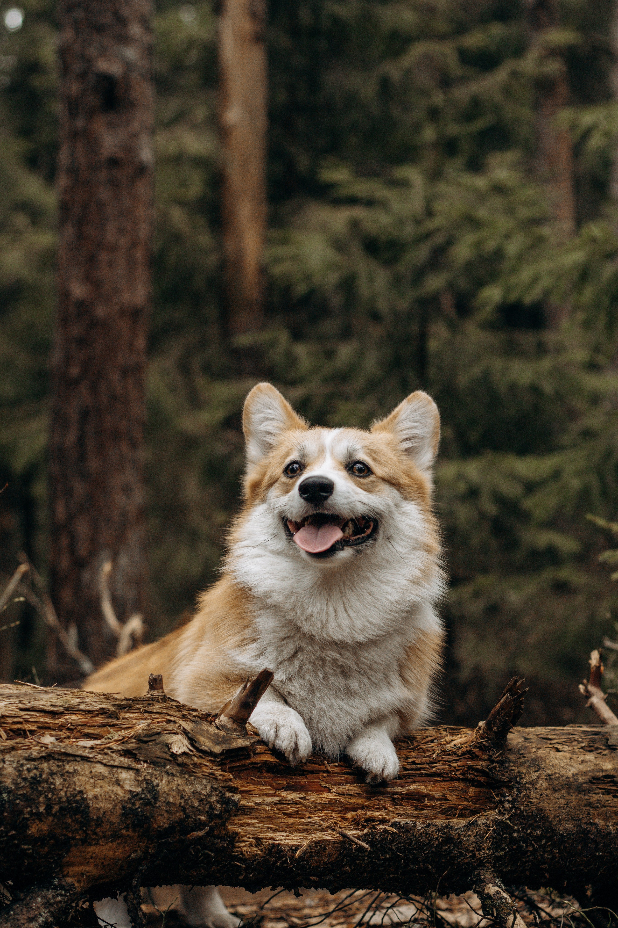 Лиза и Шустрик. Фотограф-анималист в Санкт-Петербурге