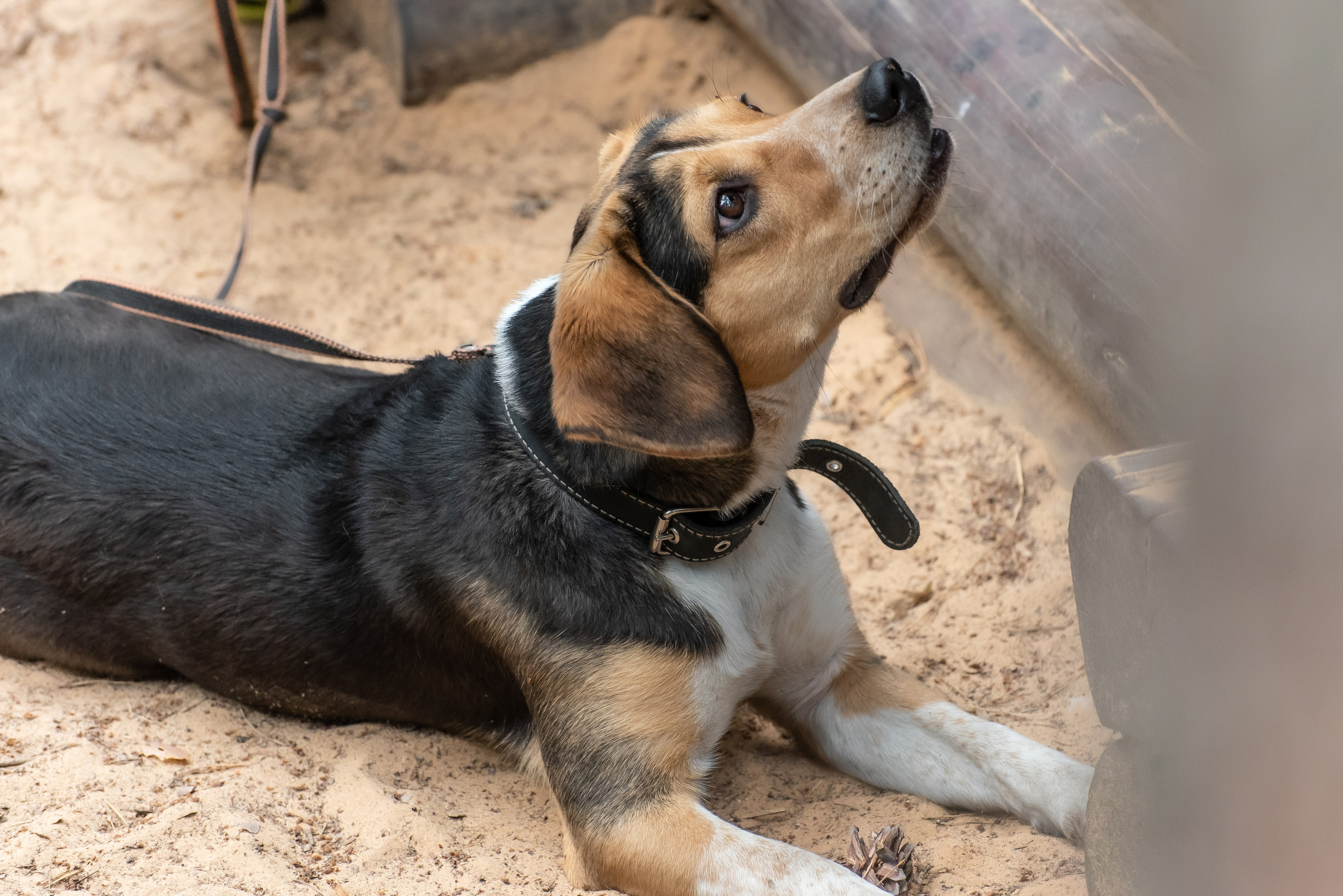 Хвостатые каникулы Детский кинологический лагерь. Фотограф Макс Огурцов в Нижнем Новгороде