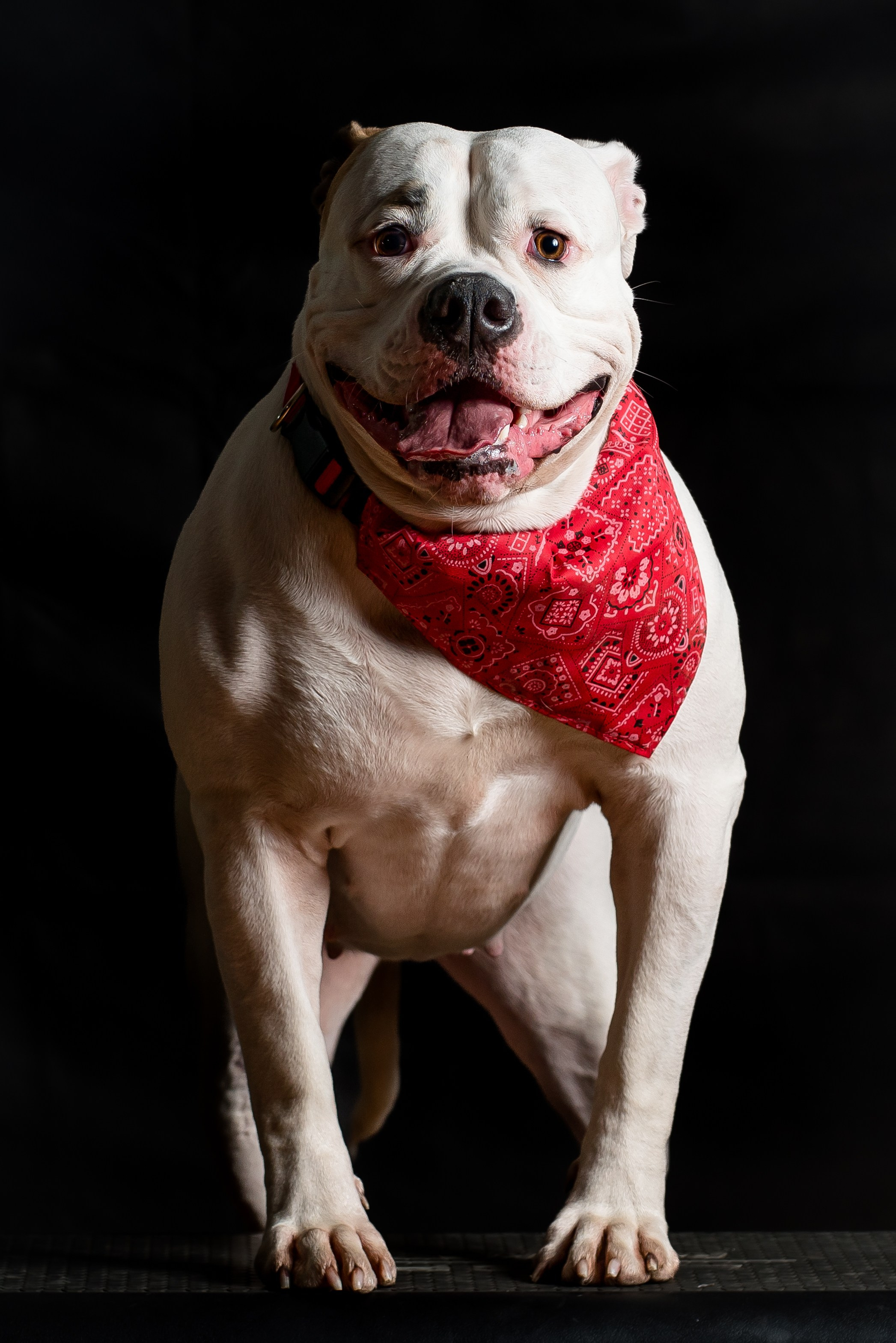 Фотограф собак. Фотограф Макс Огурцов в Нижнем Новгороде