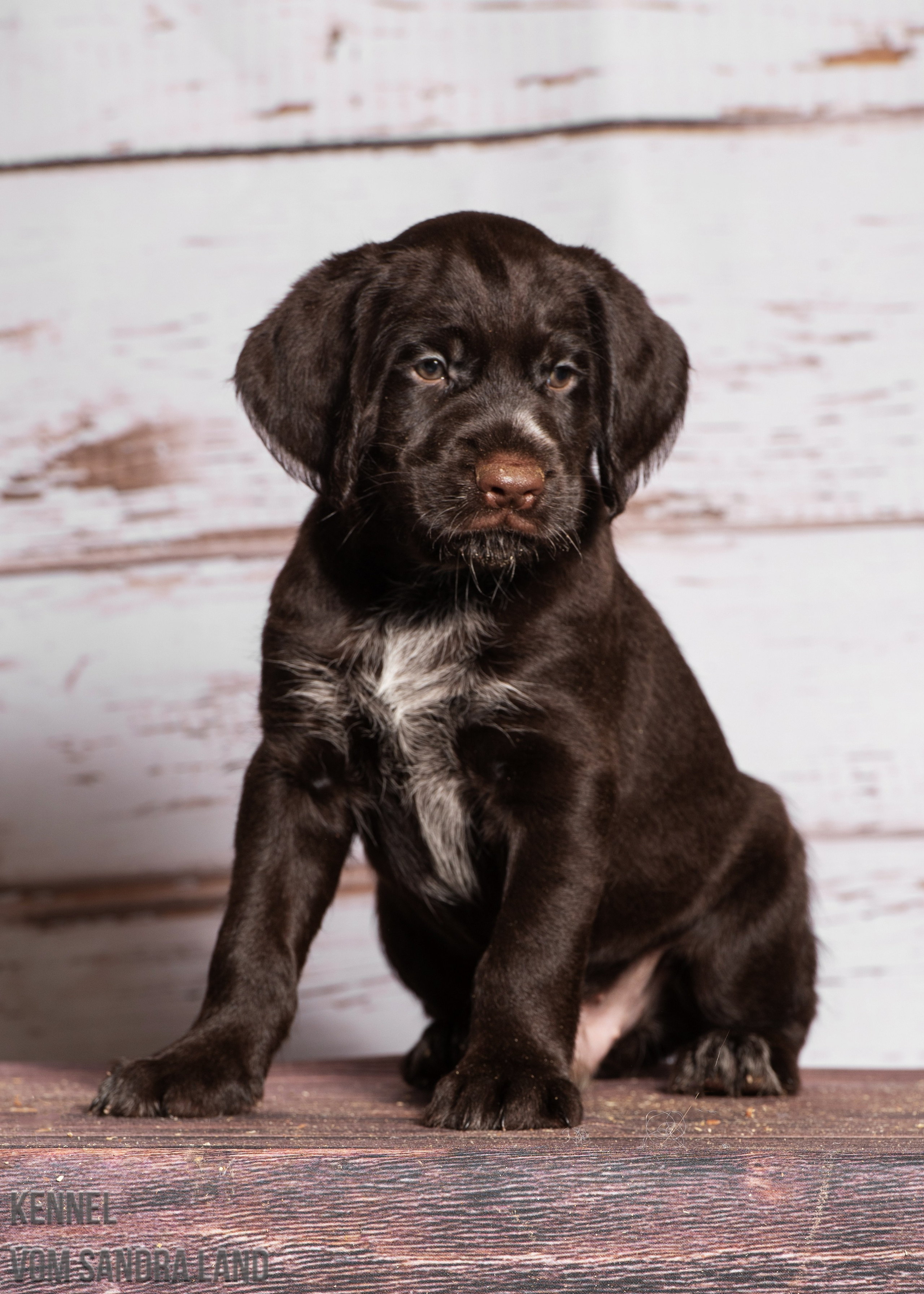 Ворон вом Сандра Лэнд, Voron vom Sandra Land