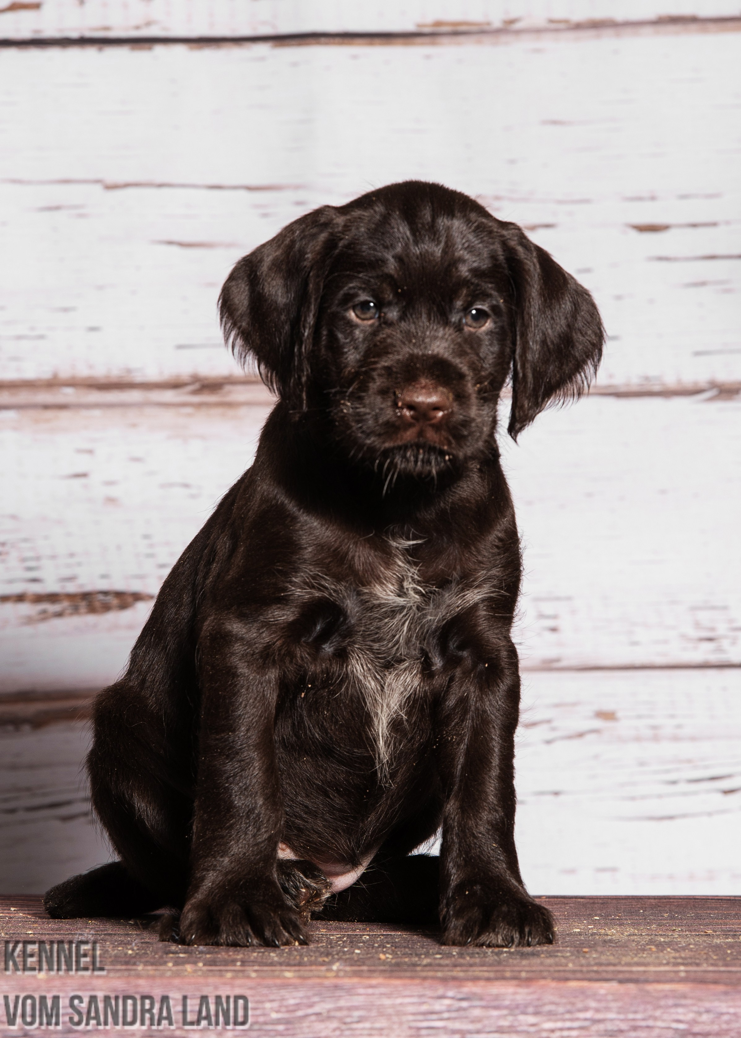Ведьма вом Сандра Лэнд, Vedma vom Sandra Land