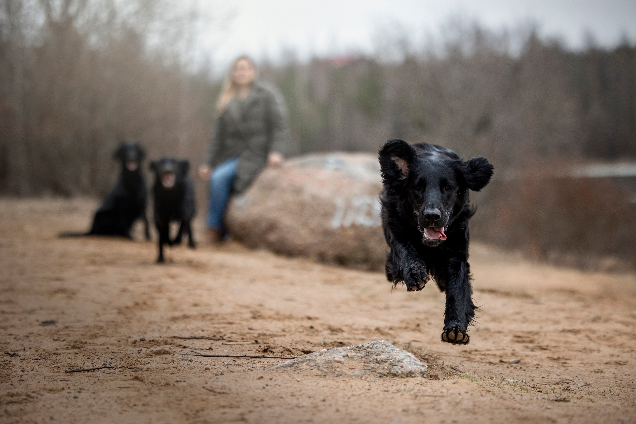 Ора, Ева, Рози и их семья. Фотограф — Анималист | Санкт-Петербург
