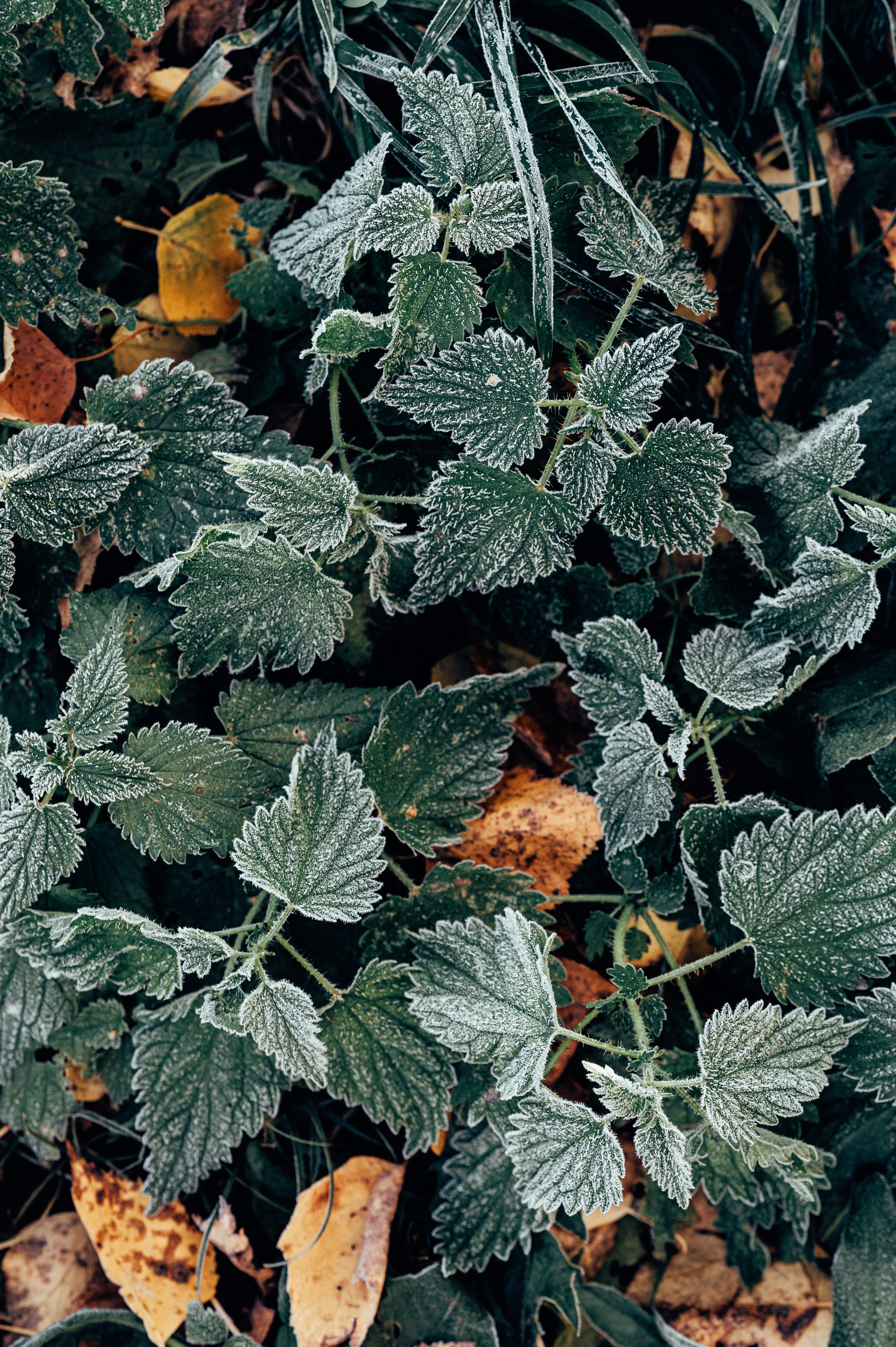 Природа. Максим Егоров, г. Ижевск. Репортажная, предметная съёмка и фуд-фотография