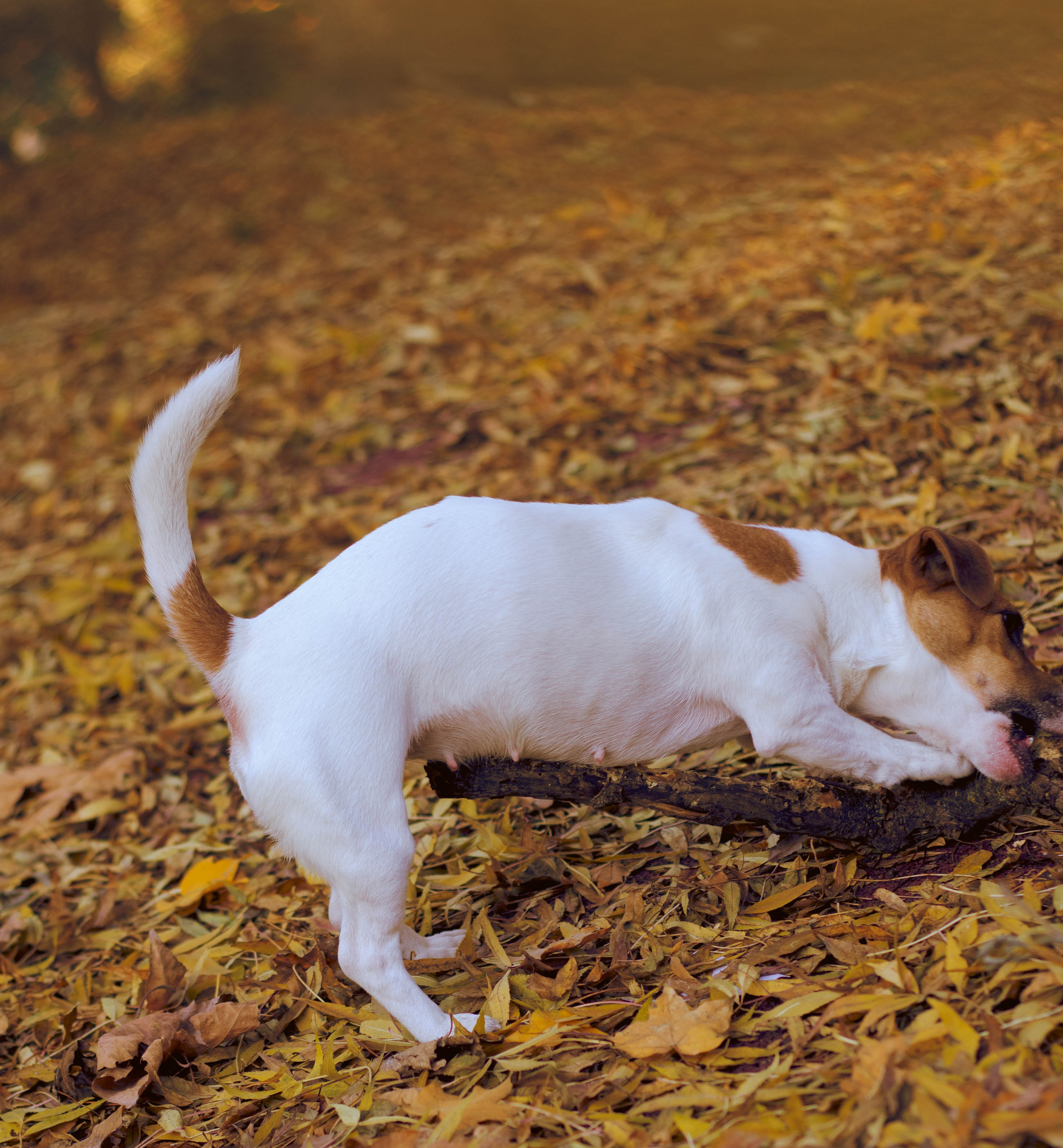 «Тепло осени: уютные кадры с природой». Уличный фотограф Города N