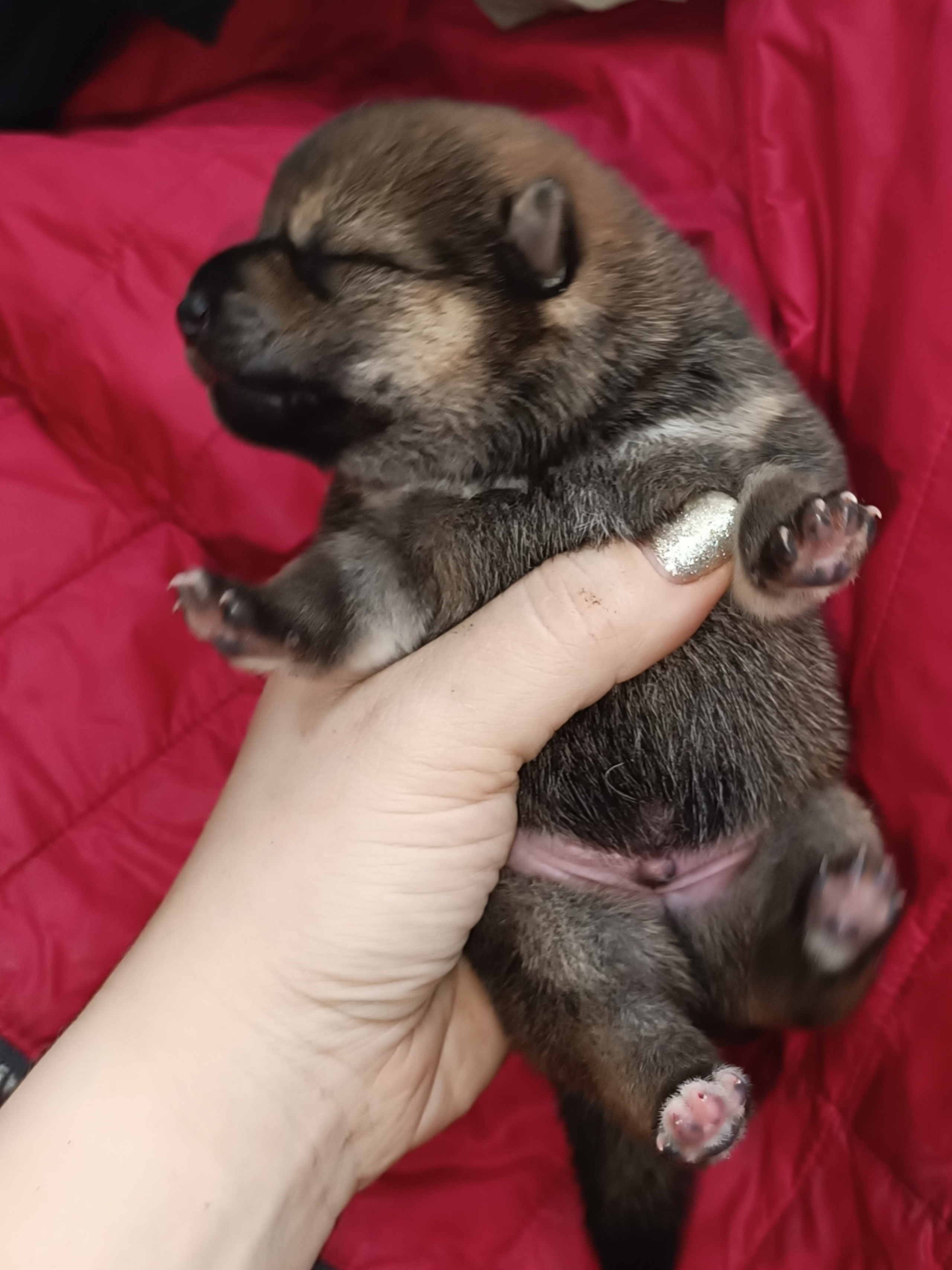 сиба питомник Рубилайт щенки на продажу rubylight  сиба щенки купить СПб Санкт-Петербург 