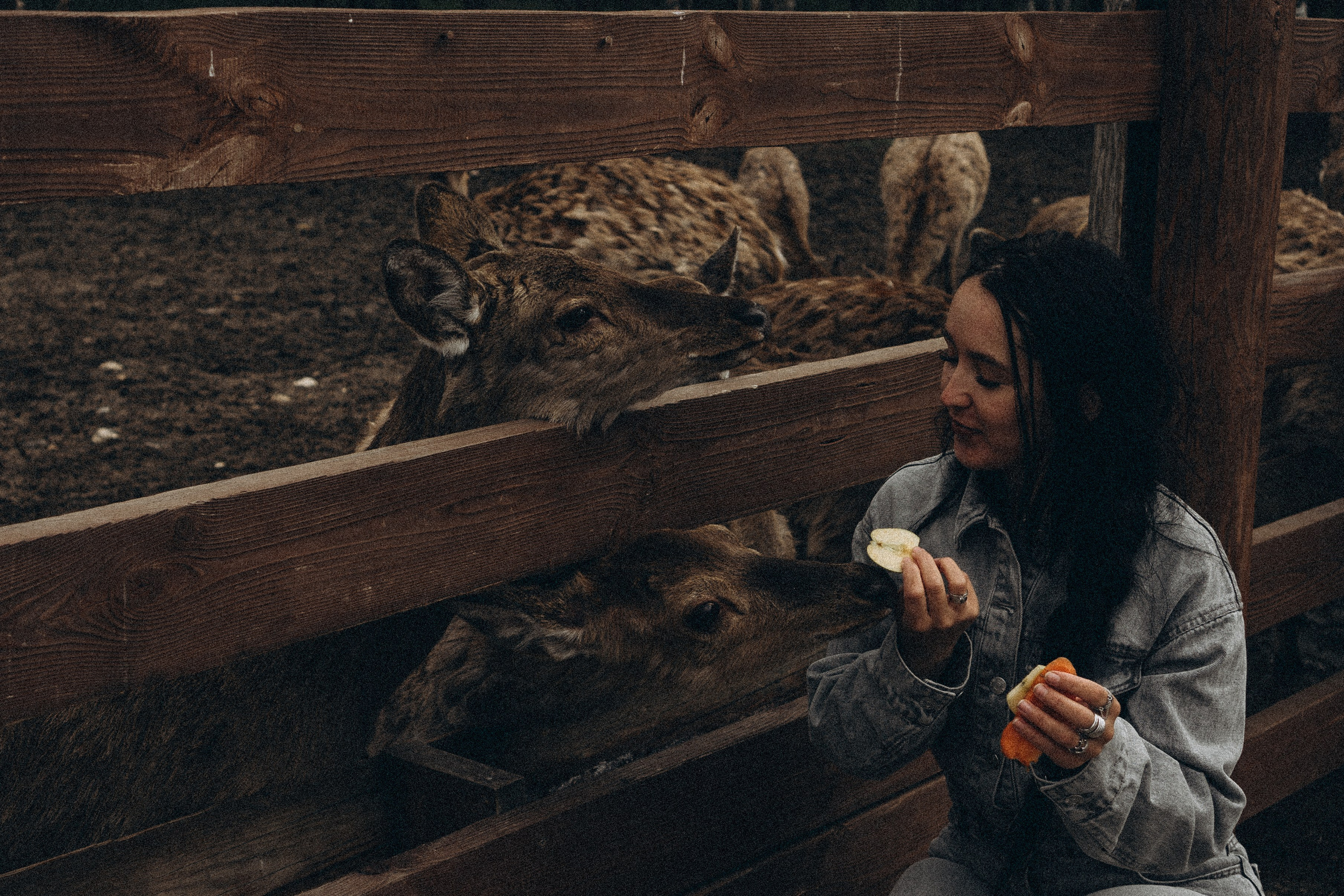 ОЛЕНЬЯ ФЕРМА В ТВЕРИ. Профессиональный фотограф, Санкт-Петербург — Виктория Богомолова