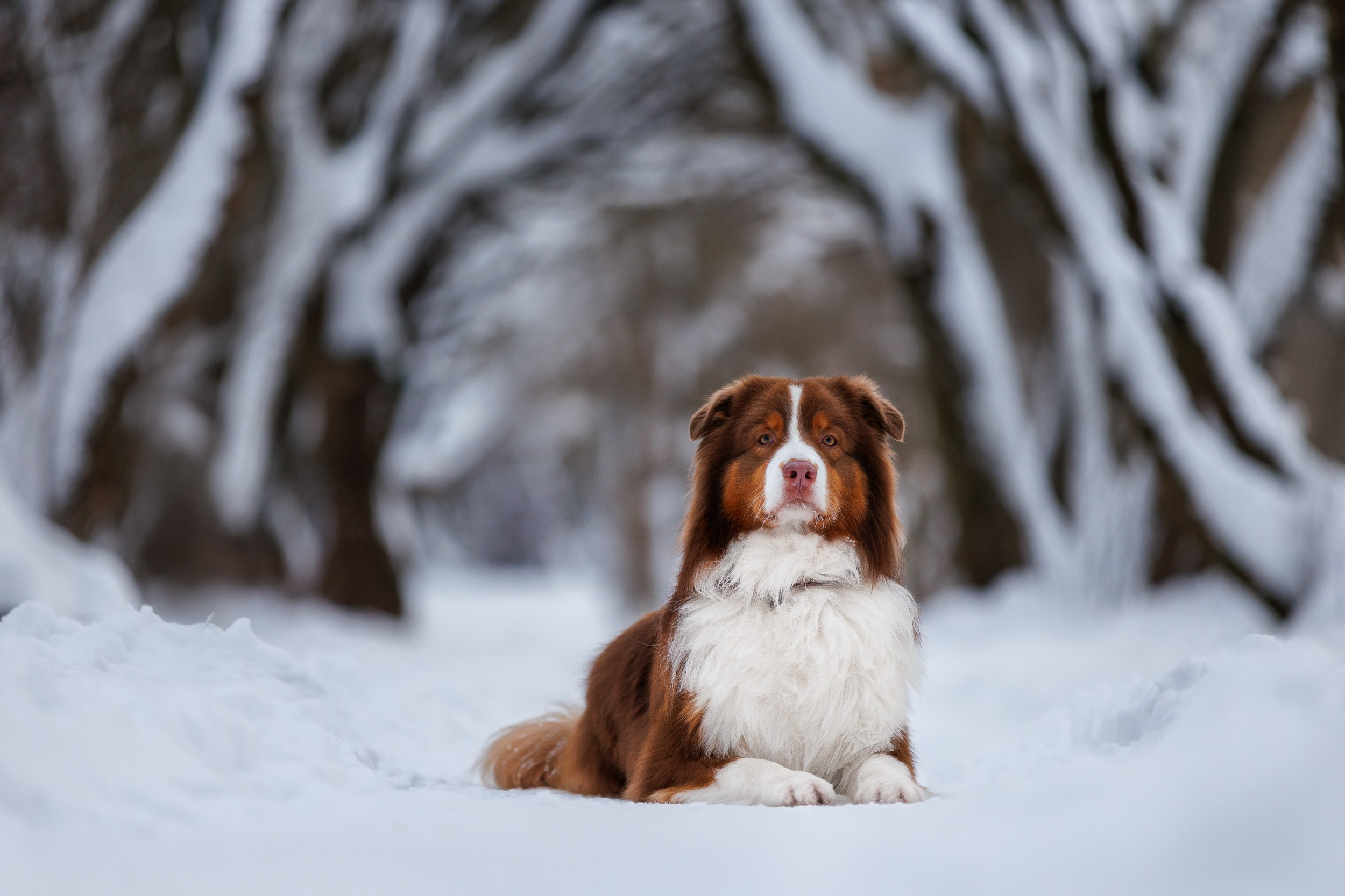 Марик и Дэн. Фотограф-анималист в Москве и Московской области Татьяна Фролова