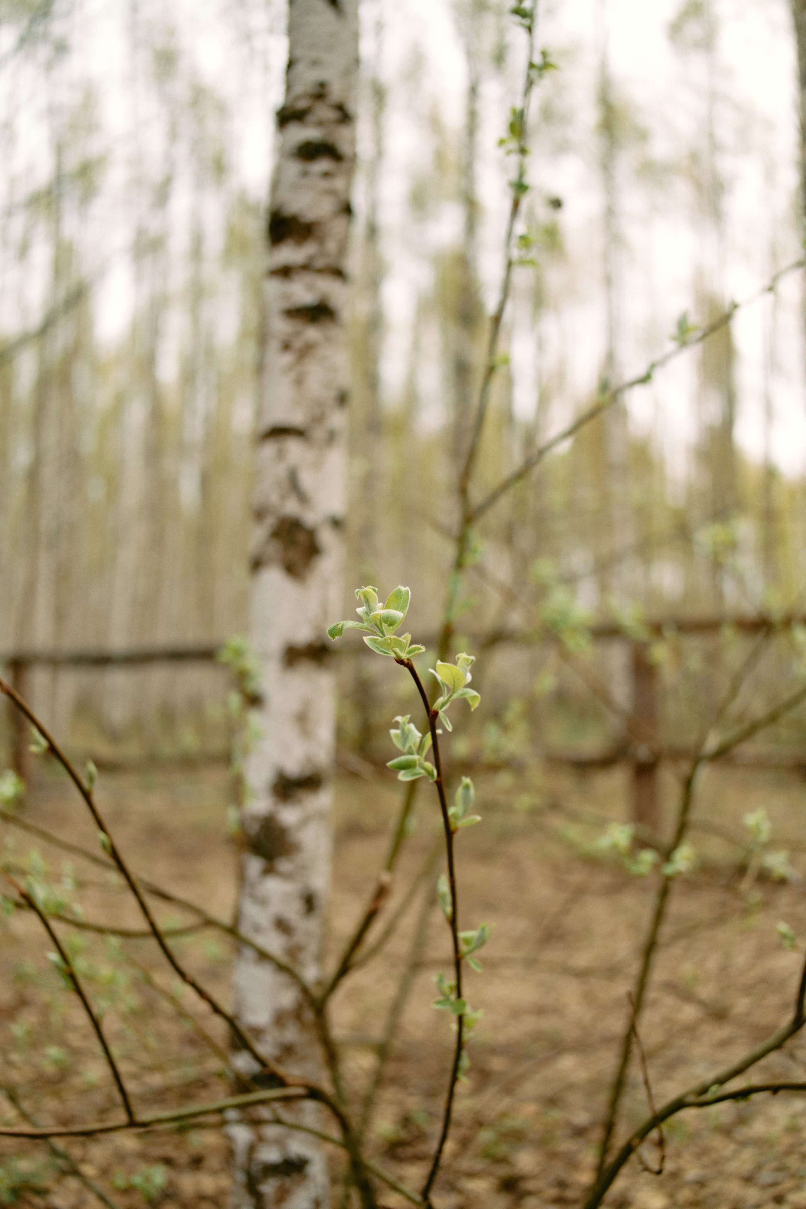 Бутик-отель Поле летом. Профессиональный Фотограф во Владимире, в Москве и в Суздале — Полина Романычева