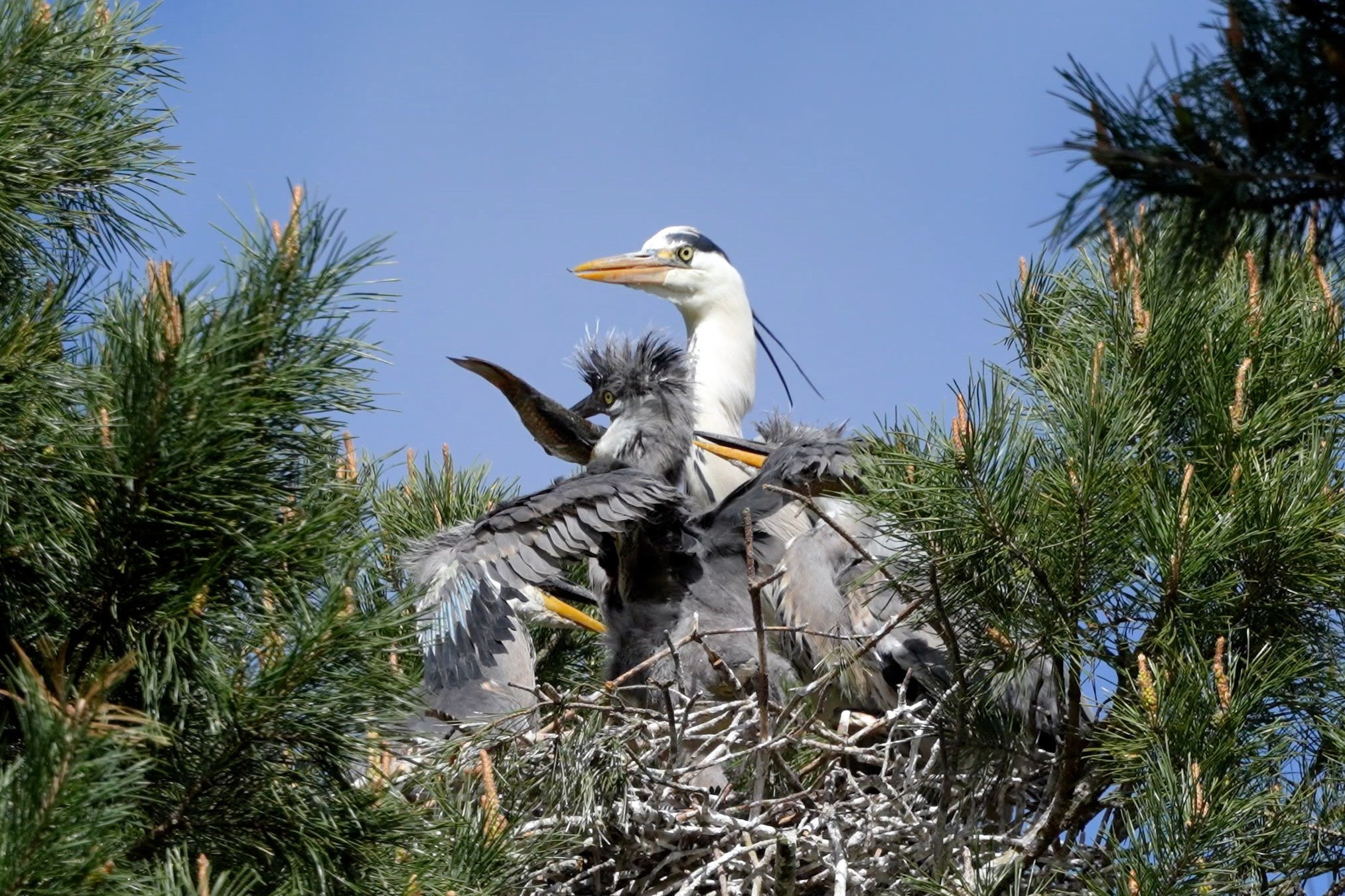 Удивительные мир птиц. Вокруг нас столько прекрасного — присмотритесь!. Ваш личный фотограф Марина Волкова