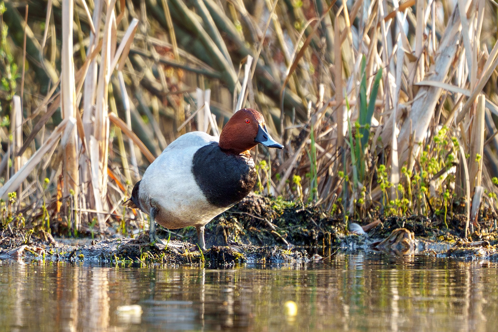 Удивительные мир птиц. Вокруг нас столько прекрасного — присмотритесь!. Ваш личный фотограф Марина Волкова