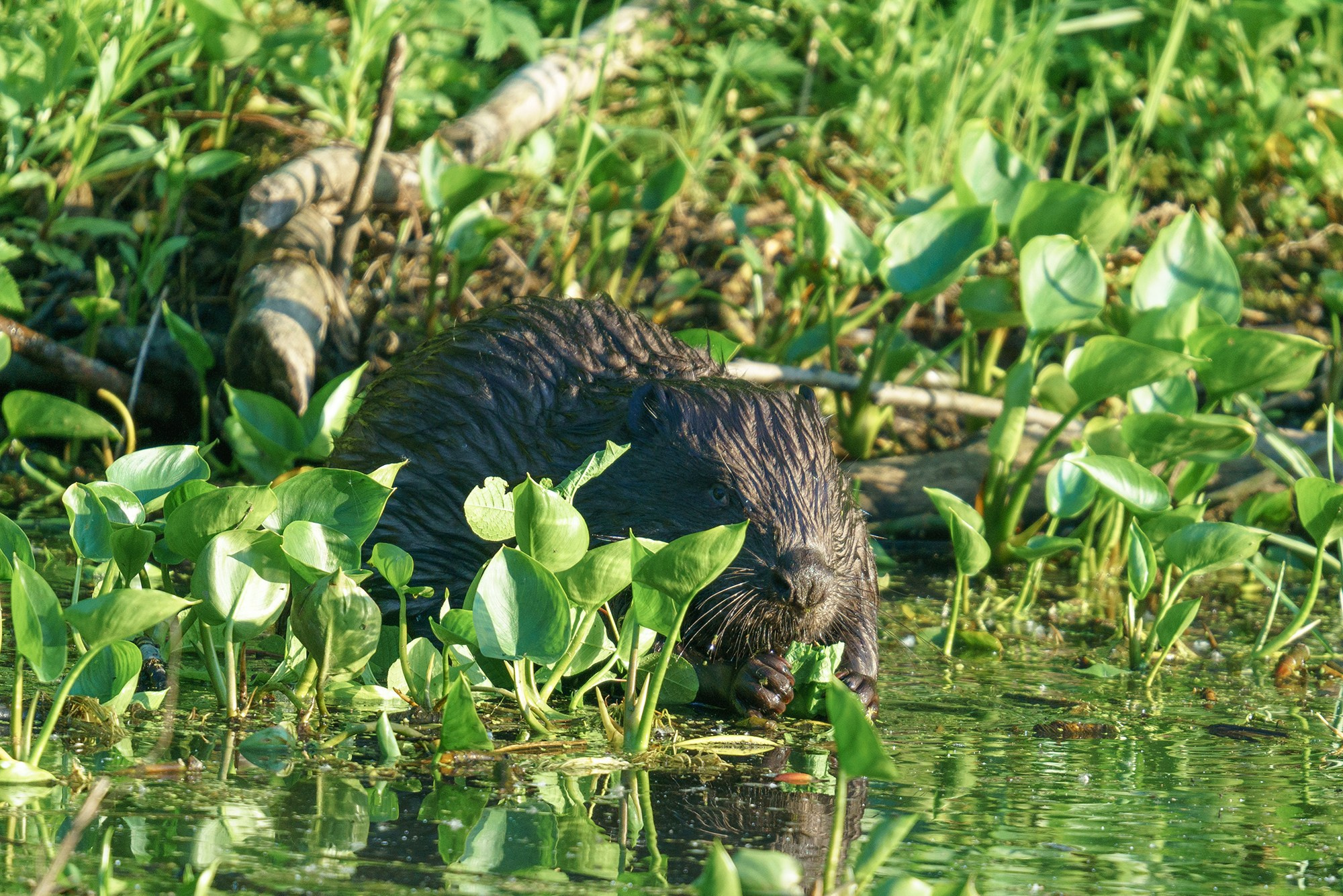 Животные. Ваш личный фотограф Марина Волкова