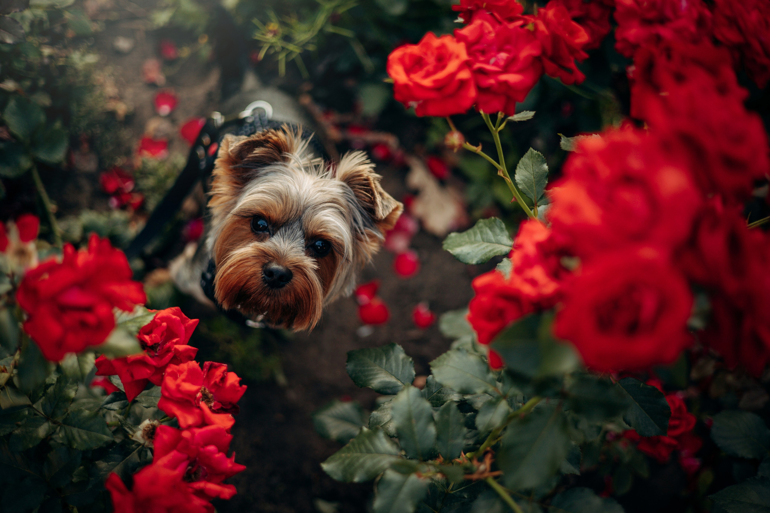 Филя и его семья. Фотограф — Анималист | Санкт-Петербург
