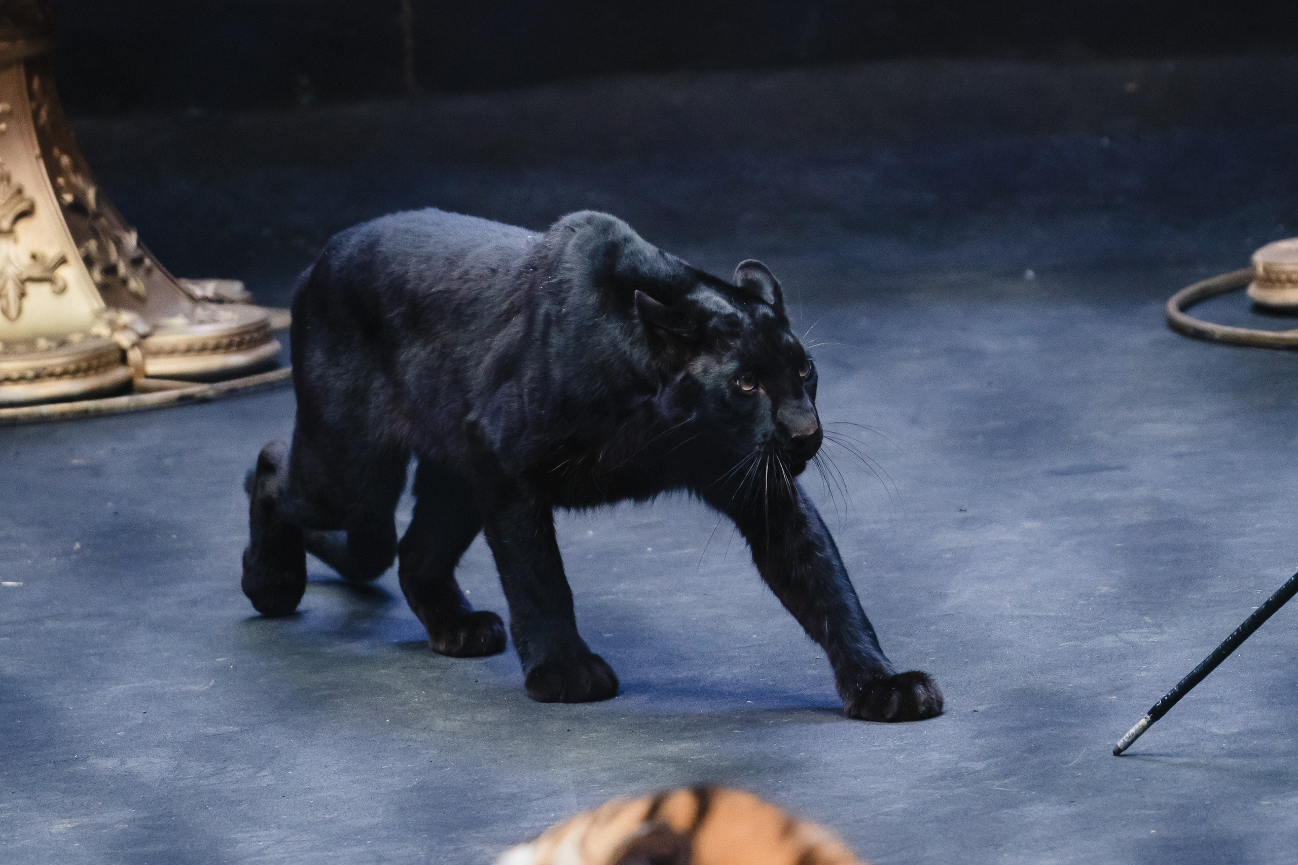 5 Континентов — Открытая репетиция. Воробьева Ксения — Спортивный и танцевальный фотограф Новосибирск