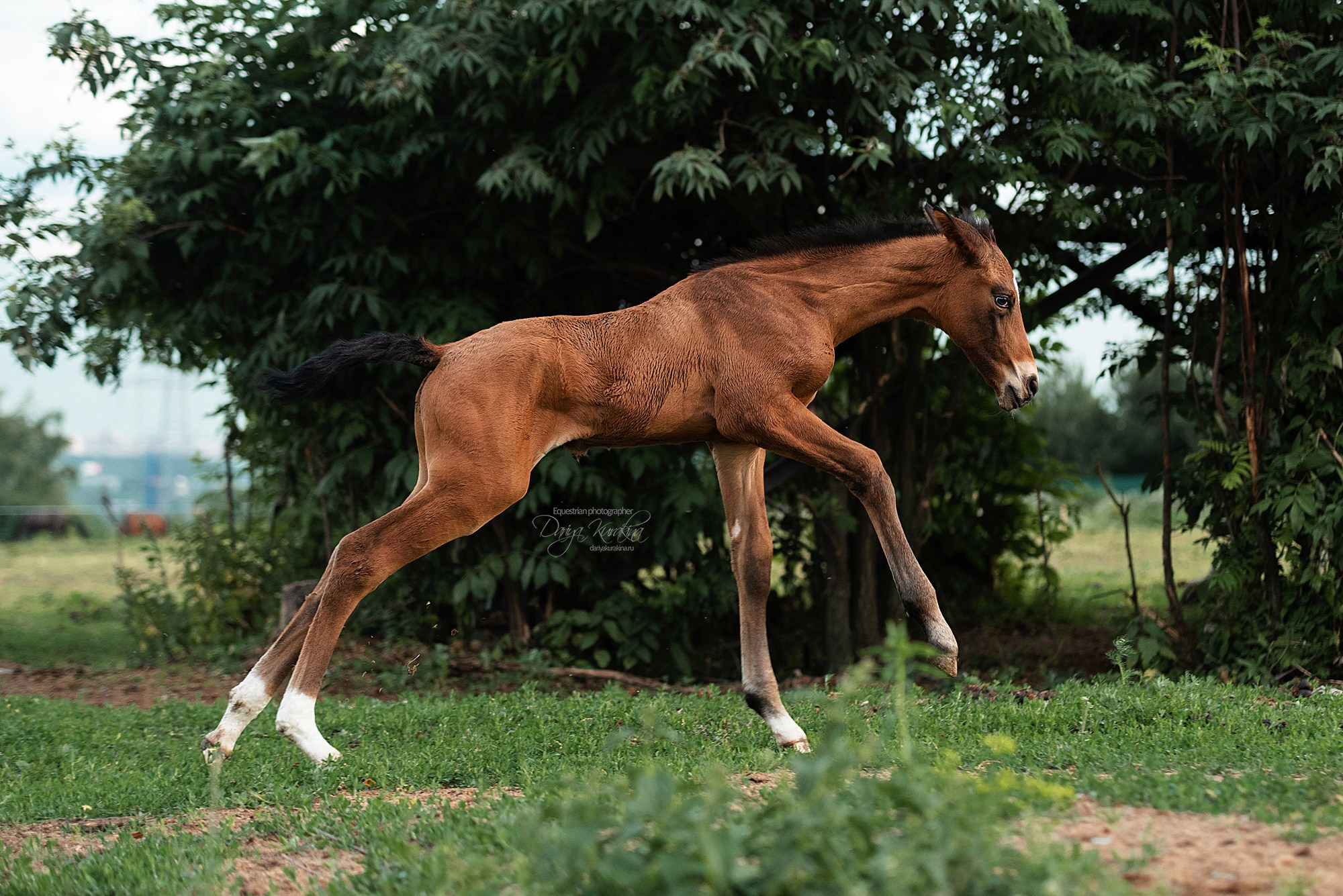 Малышка Кэндис. Конный фотограф Куракина Дарья • Фотосессии с лошадьми
