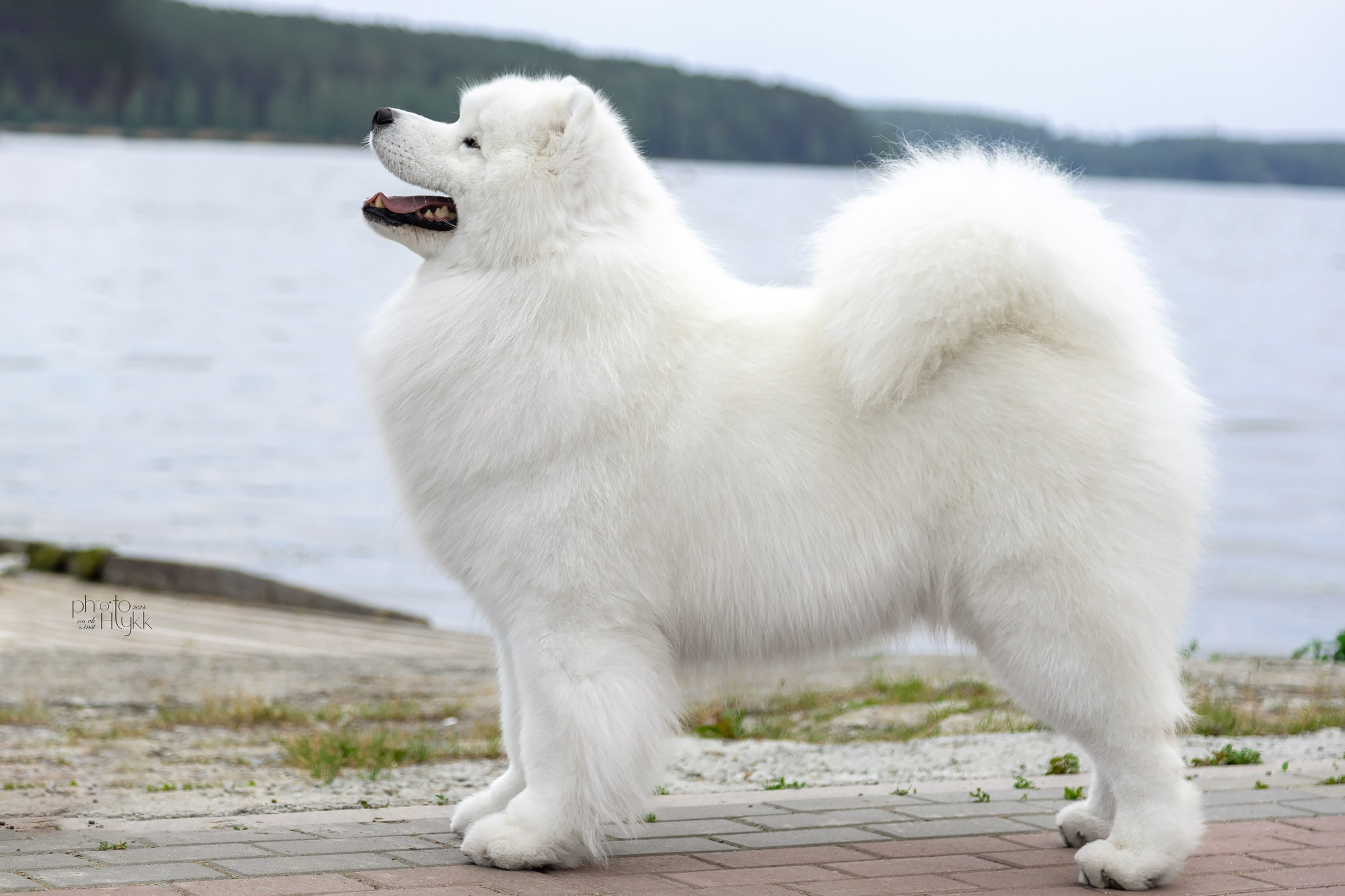 15 июня 2024, Выставка РКФ, г. Заречный. Htykk_photo