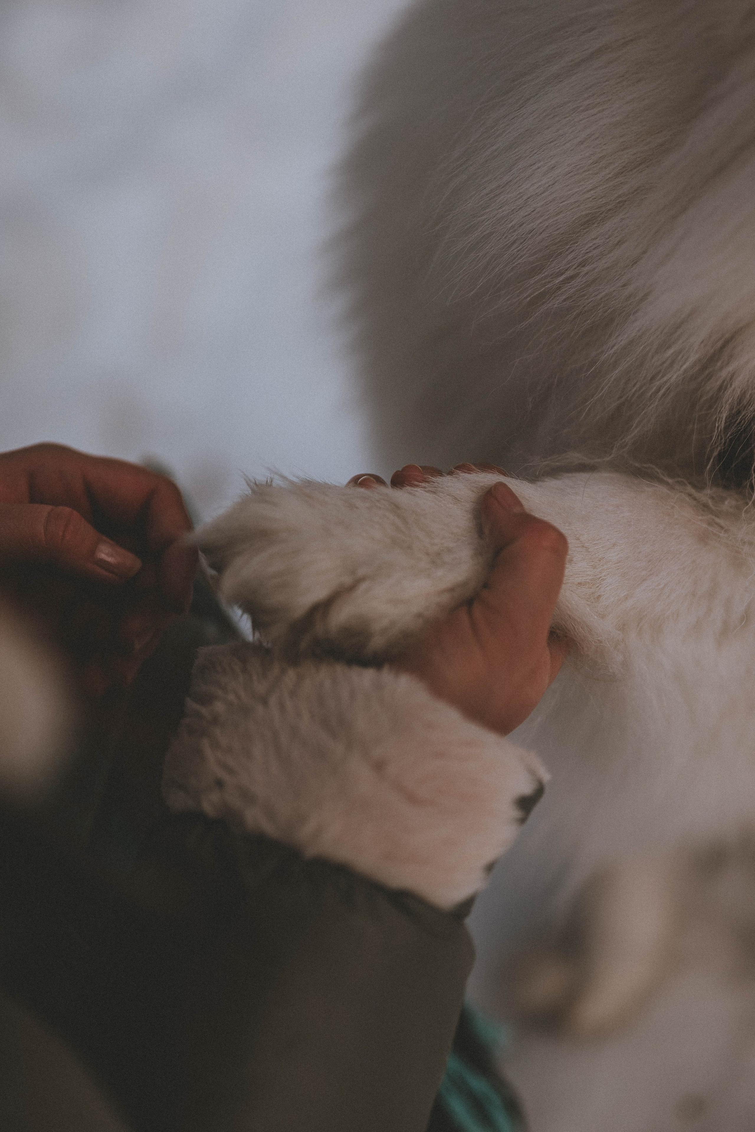 Евгений и Юлия с Каем. Фотограф Кристина Пархоменко
