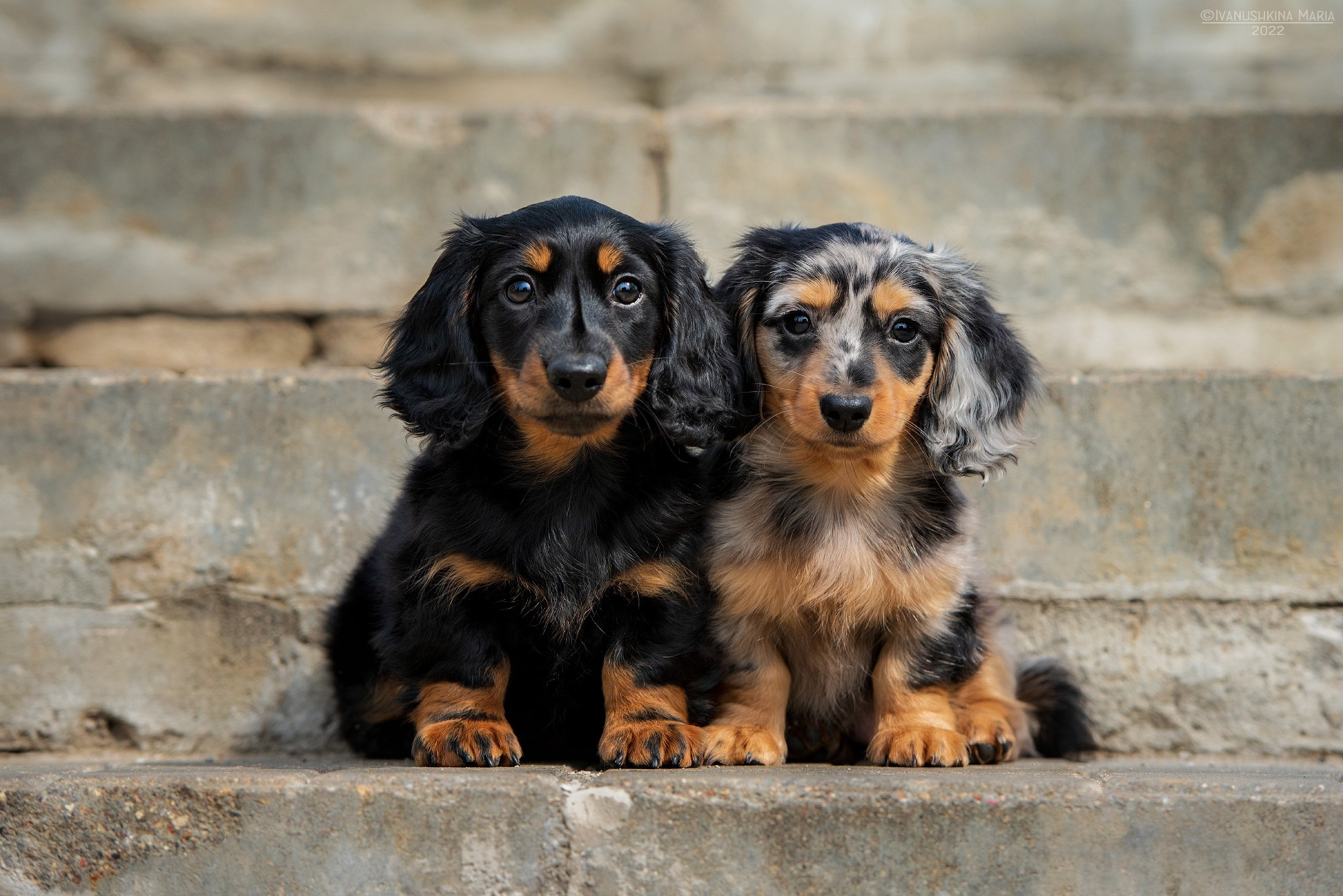 Фотосессия щенков на продажу. Фотограф собак в Москве и Московской области Иванушкина Мария