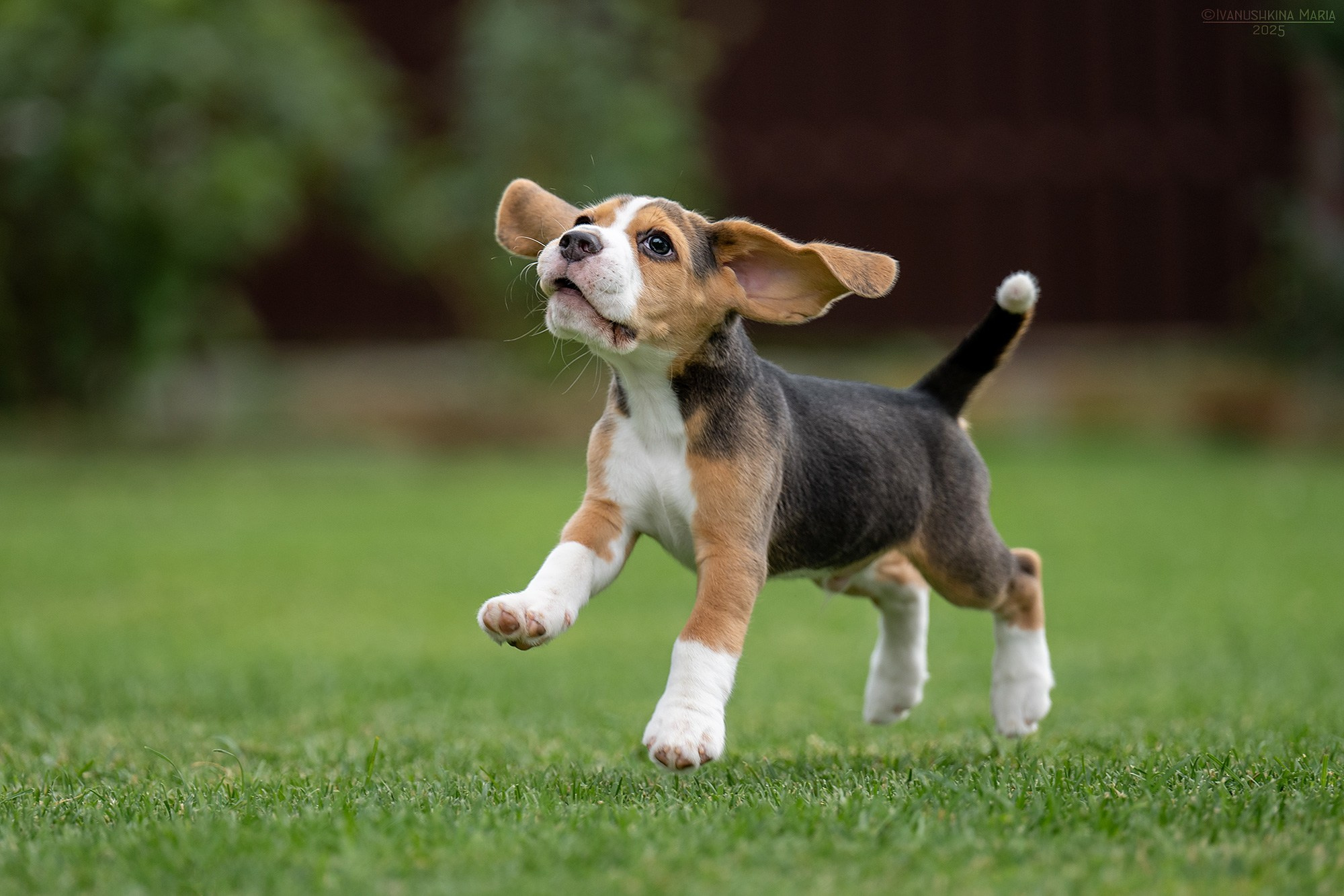 Фотосессия щенков на продажу. Фотограф собак в Москве и Московской области Иванушкина Мария