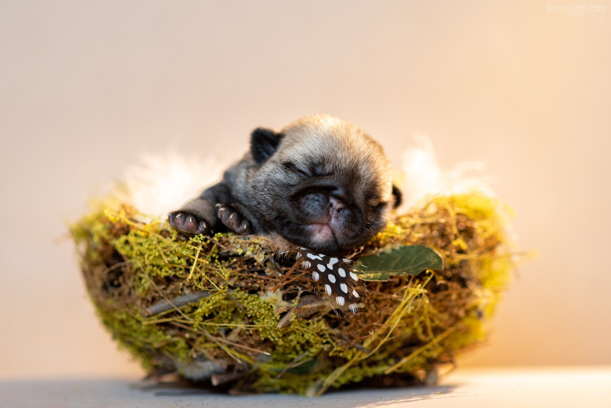 Ньюборн фотосессия щенков. Фотограф собак в Москве и Московской области Иванушкина Мария