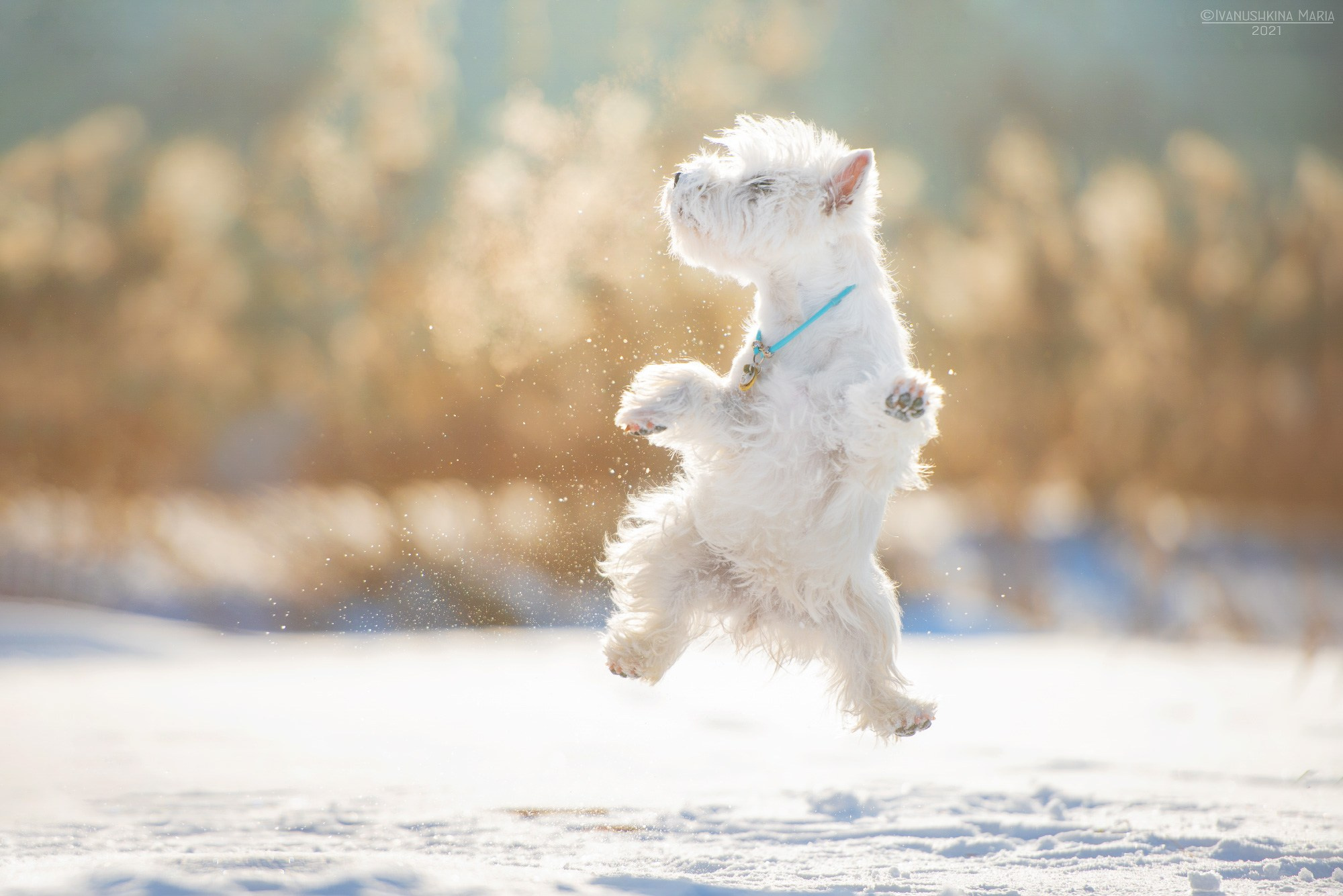 вест хайленд вайт терьер