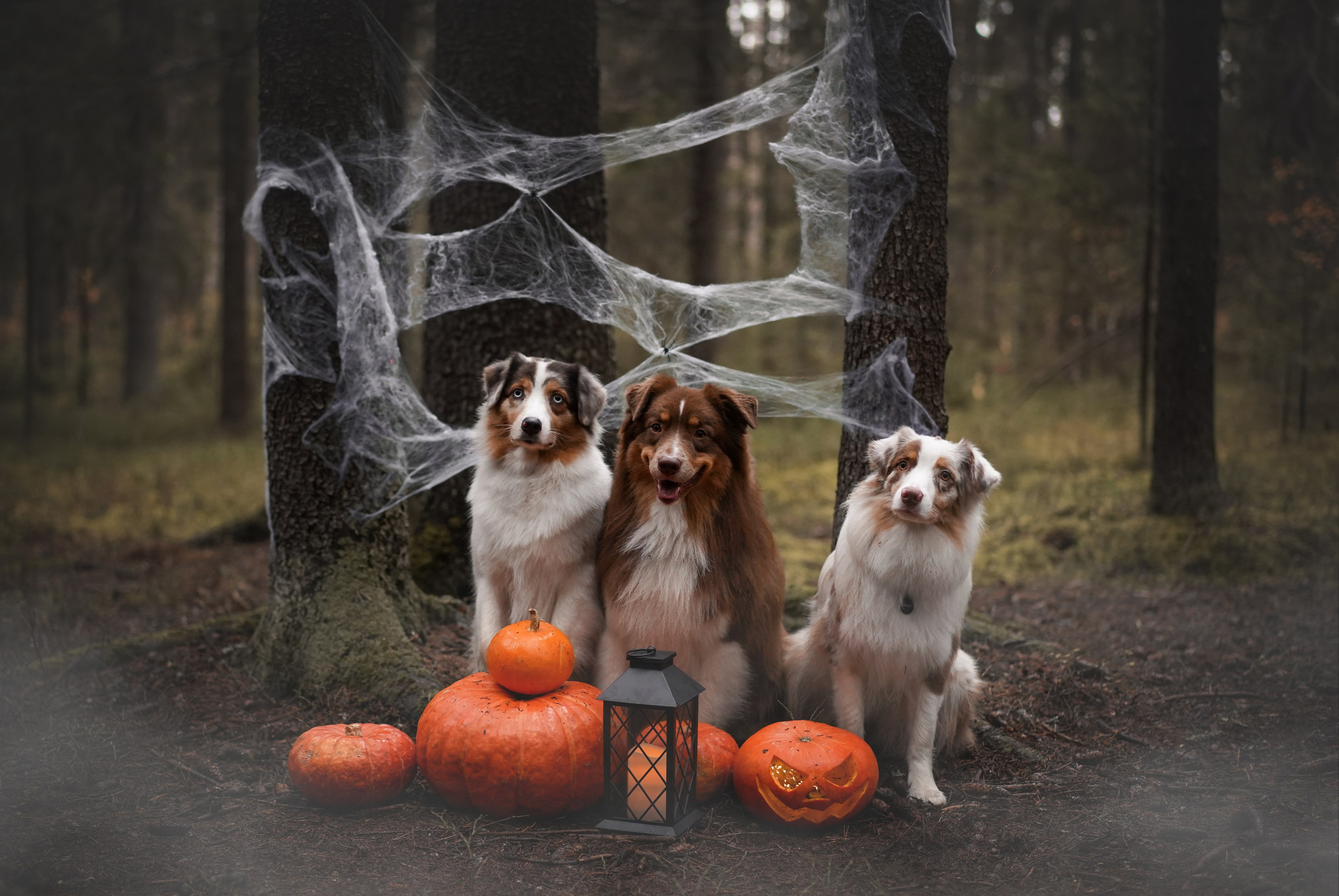 Аусси Хэллоуин 24. Фотограф-анималист в Санкт-Петербурге Яна Мартынова