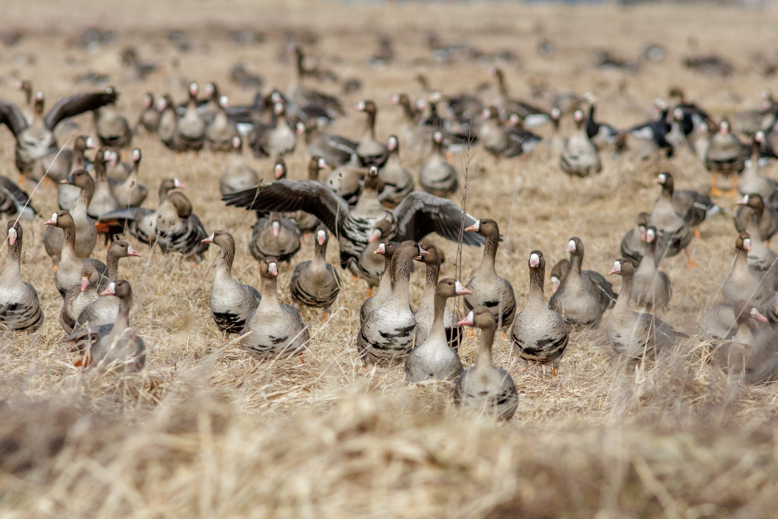 Стая белолобыйх гусей в поле