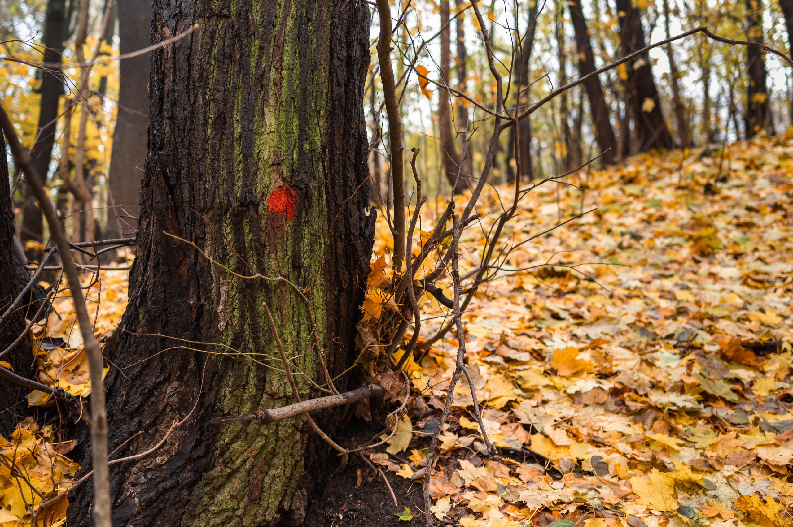 20231031 Нескучный сад. Дмитрий Ремизов. Фотография, как хобби