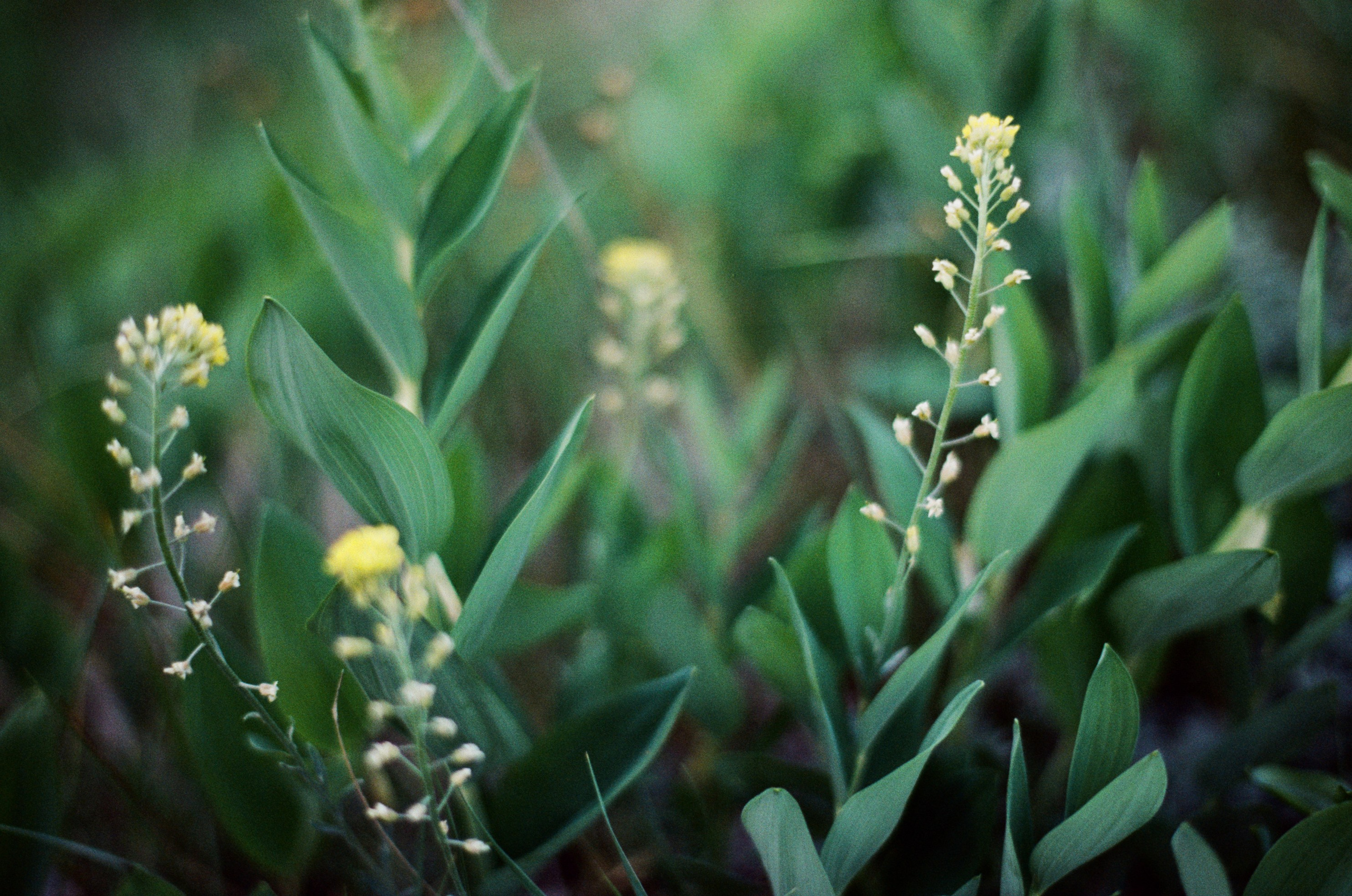 Silver strings // ukraine, crimea IX. EVER EXPOSED