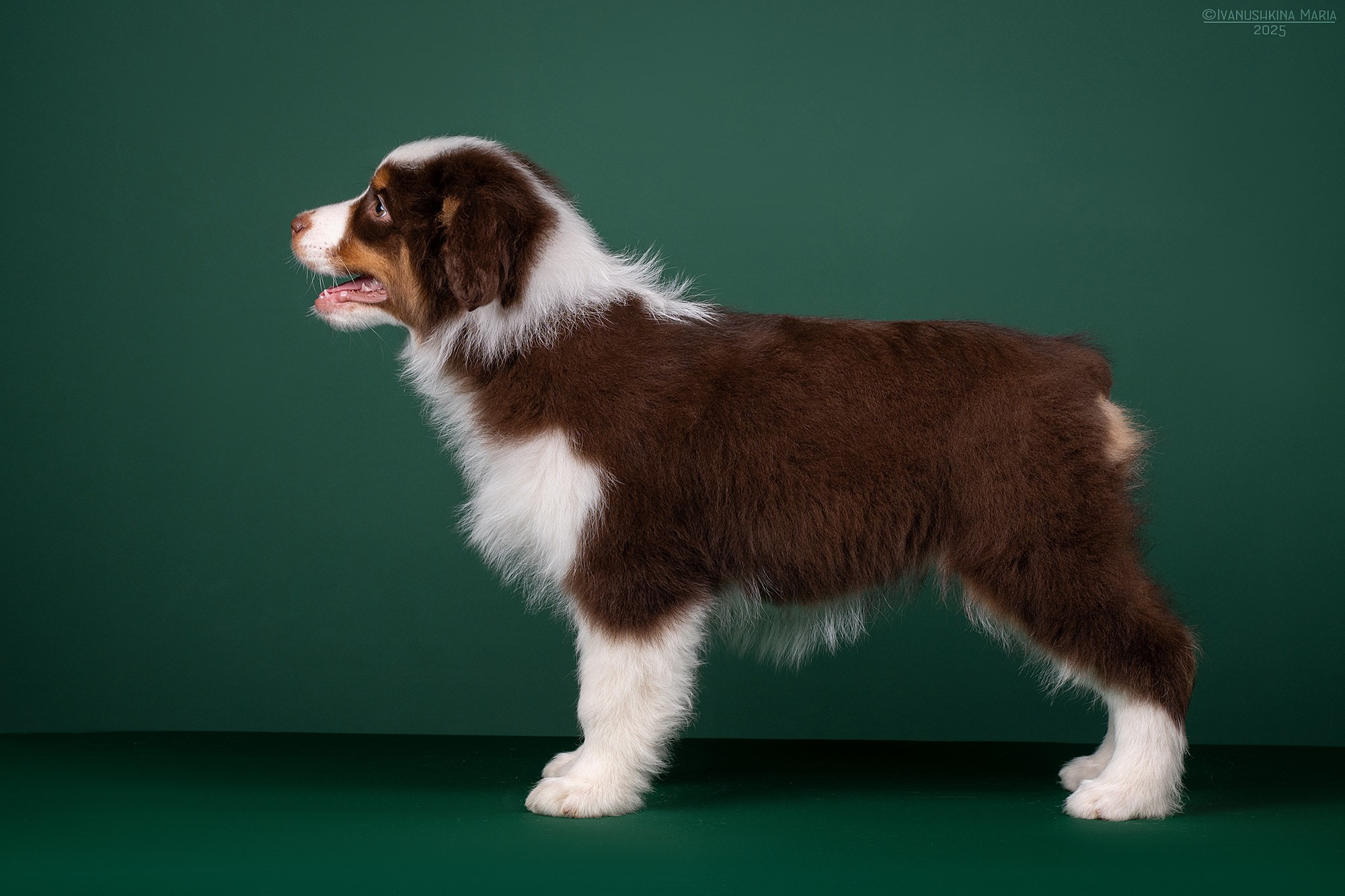 Экстерьерная фотосессия собаки. Фотограф собак в Москве и Московской области Иванушкина Мария