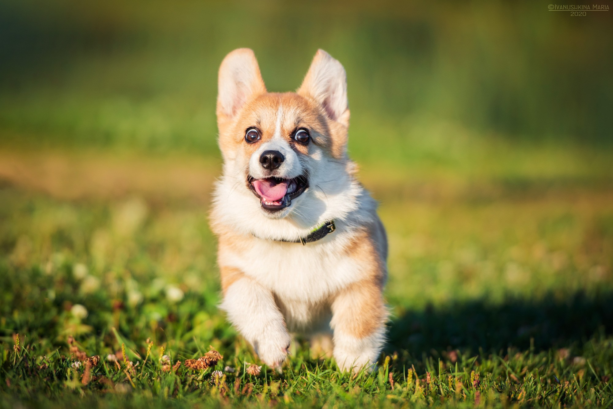 Фотосессия щенков на продажу. Фотограф собак в Москве и Московской области Иванушкина Мария