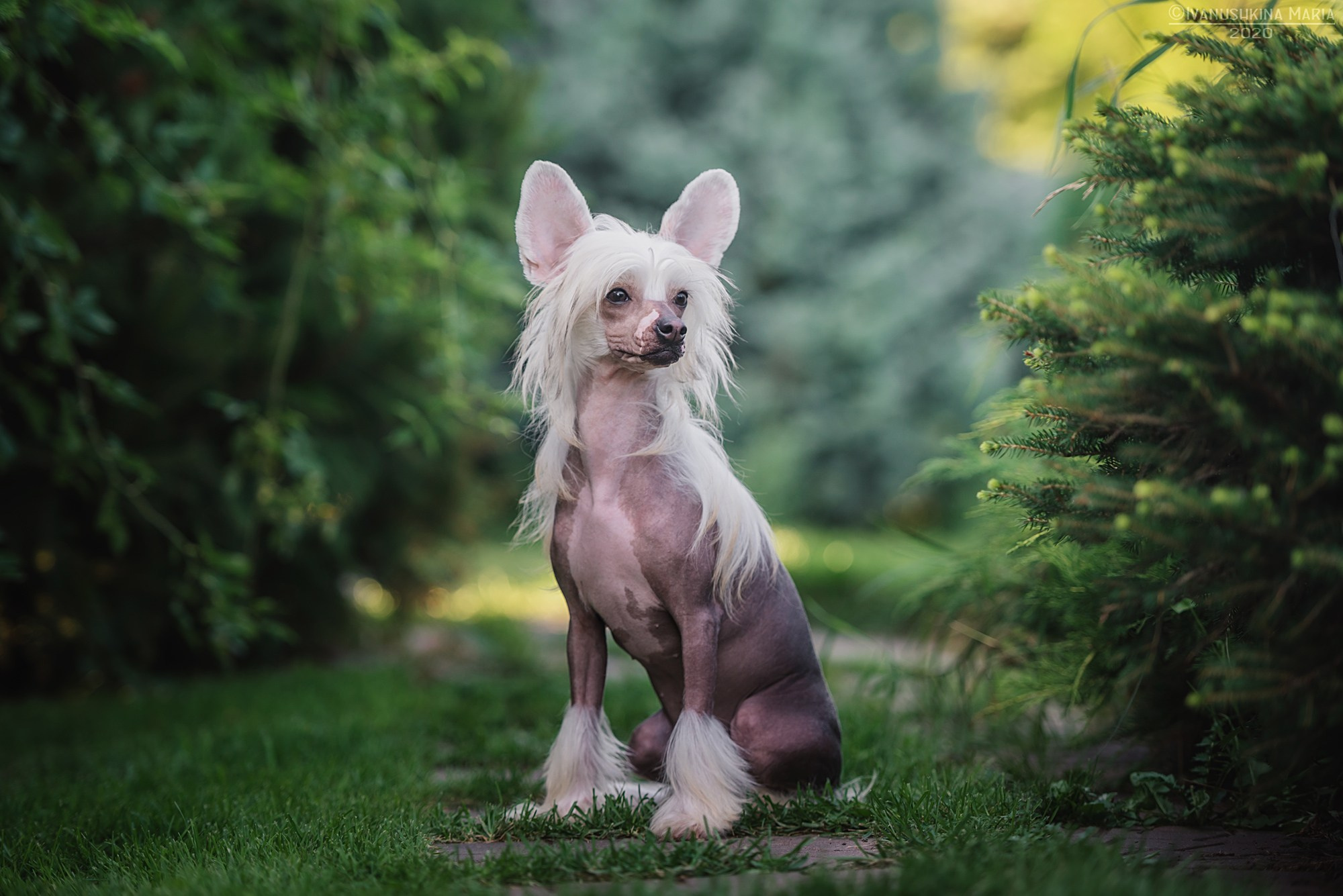 Фотограф-анималист. Фотограф собак в Москве и Московской области Иванушкина Мария