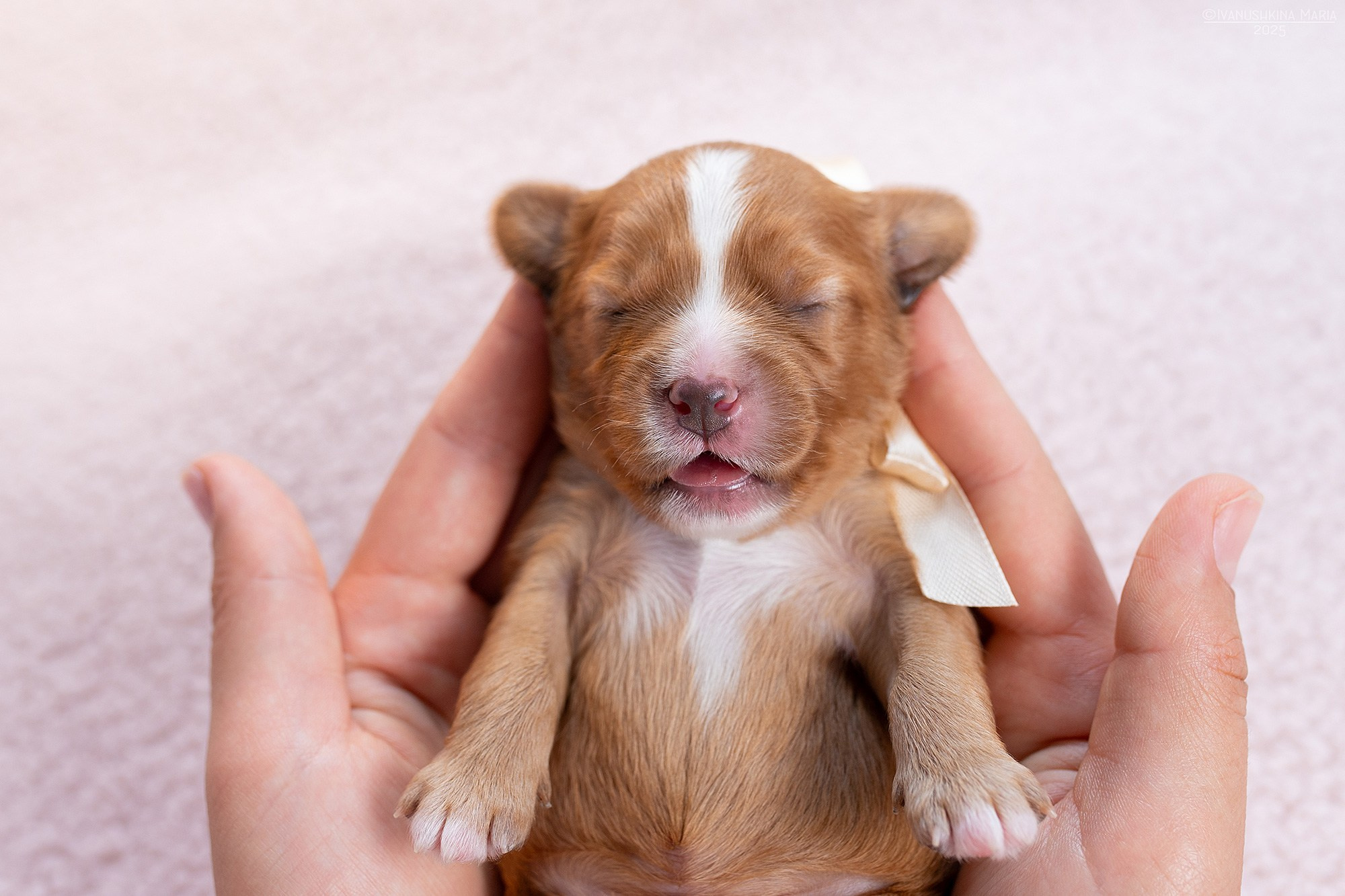 Ньюборн фотосессия щенков. Фотограф собак в Москве и Московской области Иванушкина Мария