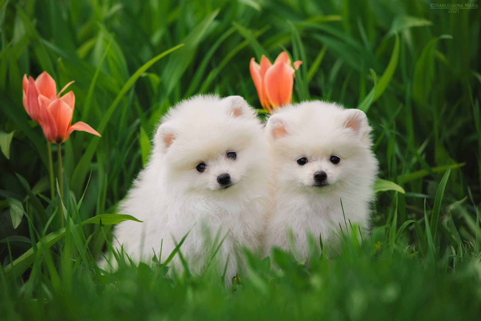 Фотосессия щенков на продажу. Фотограф собак в Москве и Московской области Иванушкина Мария