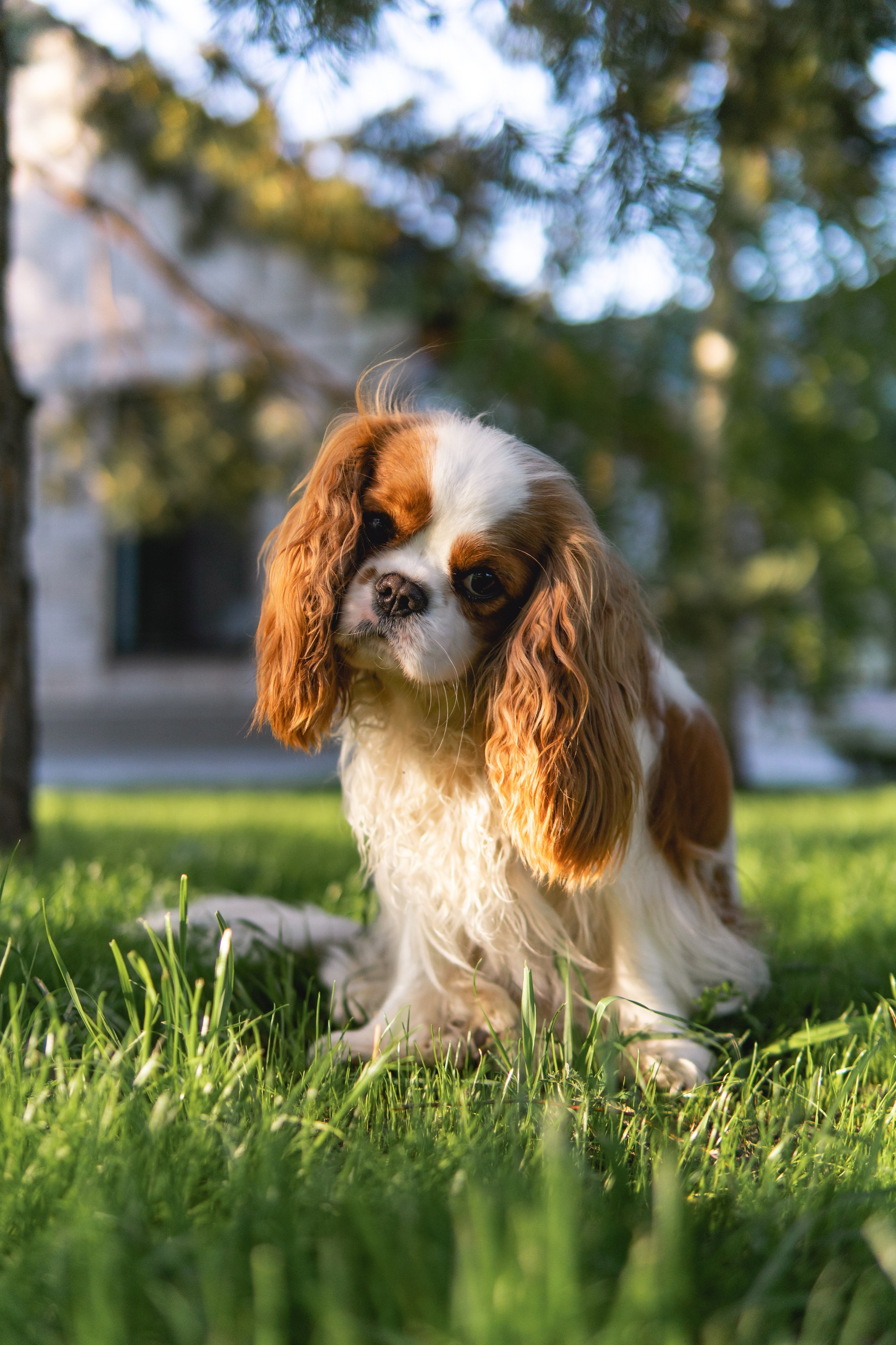 Belle Destino (питомник): майское солнышко. Портретный и репортажный фотограф в Воронеже: Анастасия Пузикова