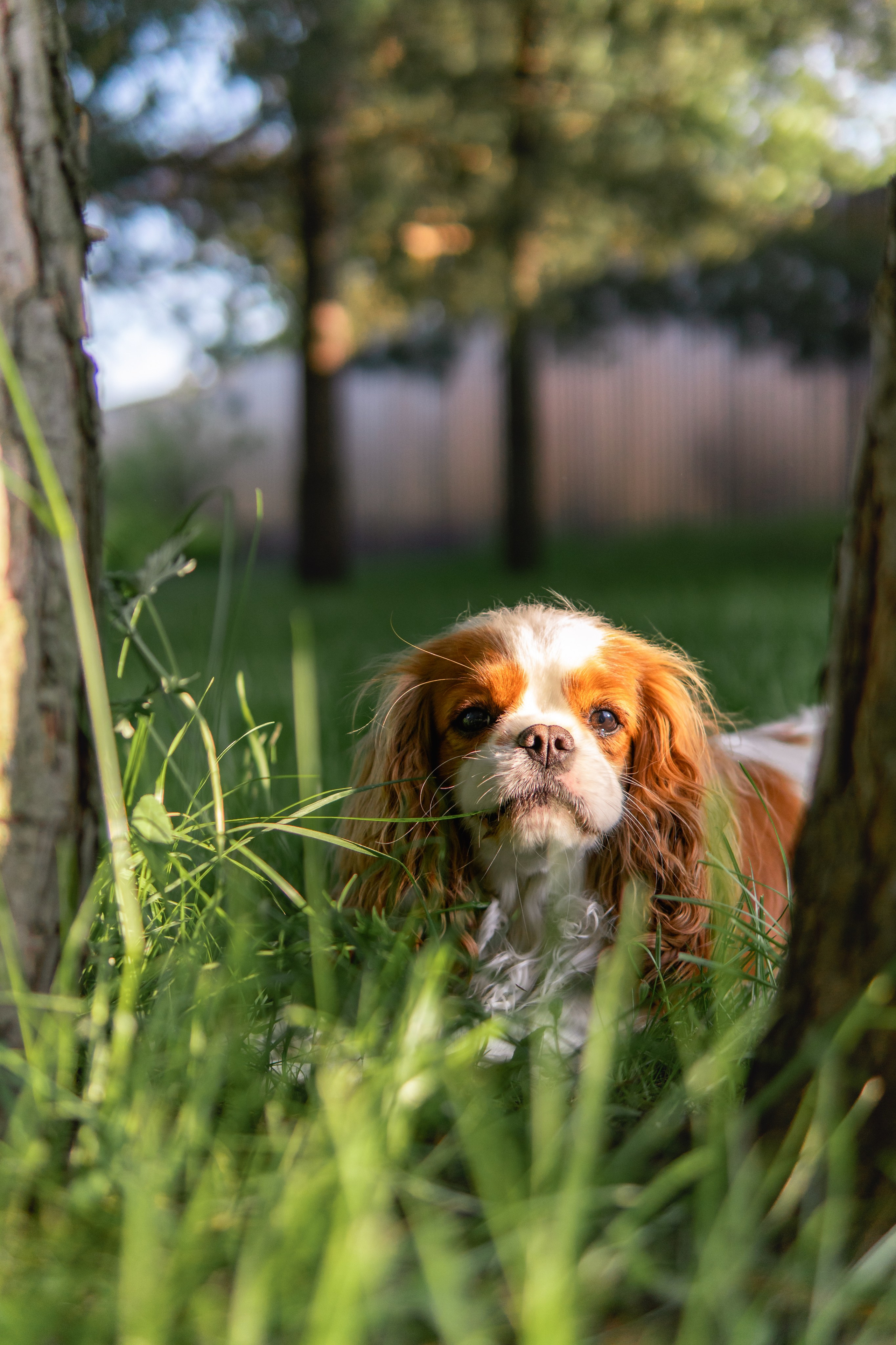 Belle Destino (питомник): майское солнышко. Портретный и репортажный фотограф в Воронеже: Анастасия Пузикова