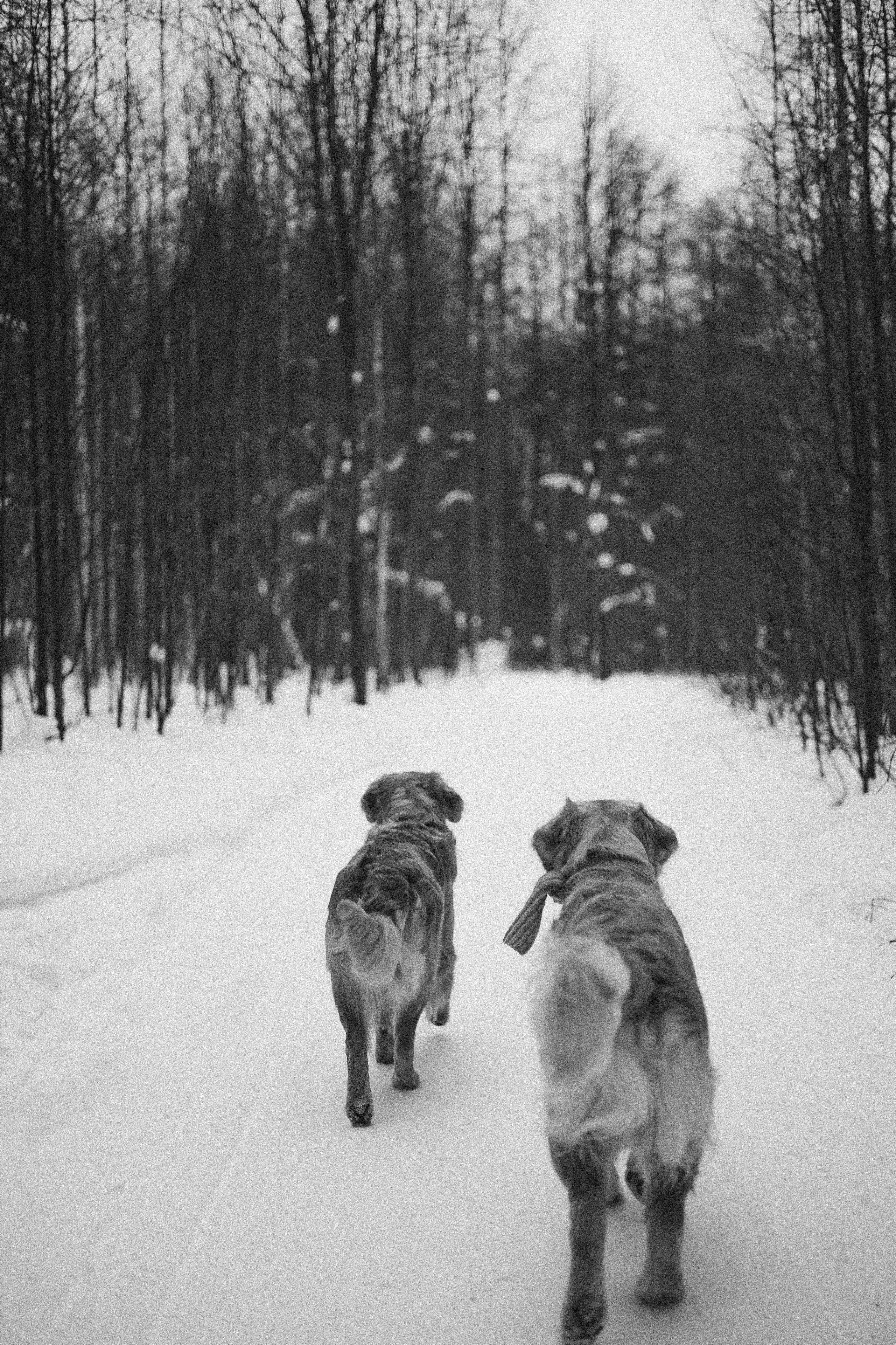 Саша, Юля, Грэй и Джой. Фотограф-анималист Богданова Полина