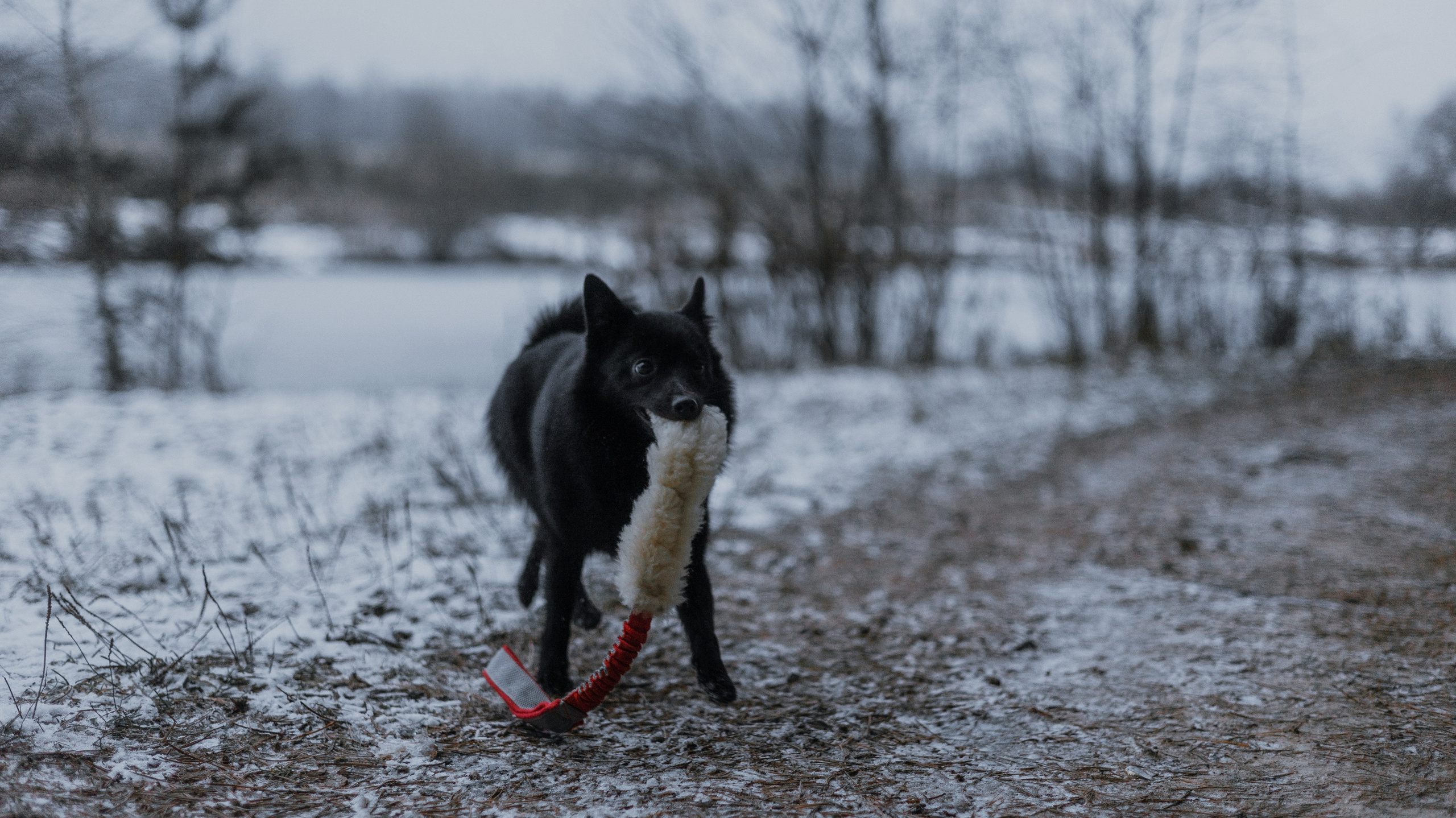 Юля, Лара и Йоми. Фотограф-анималист Богданова Полина