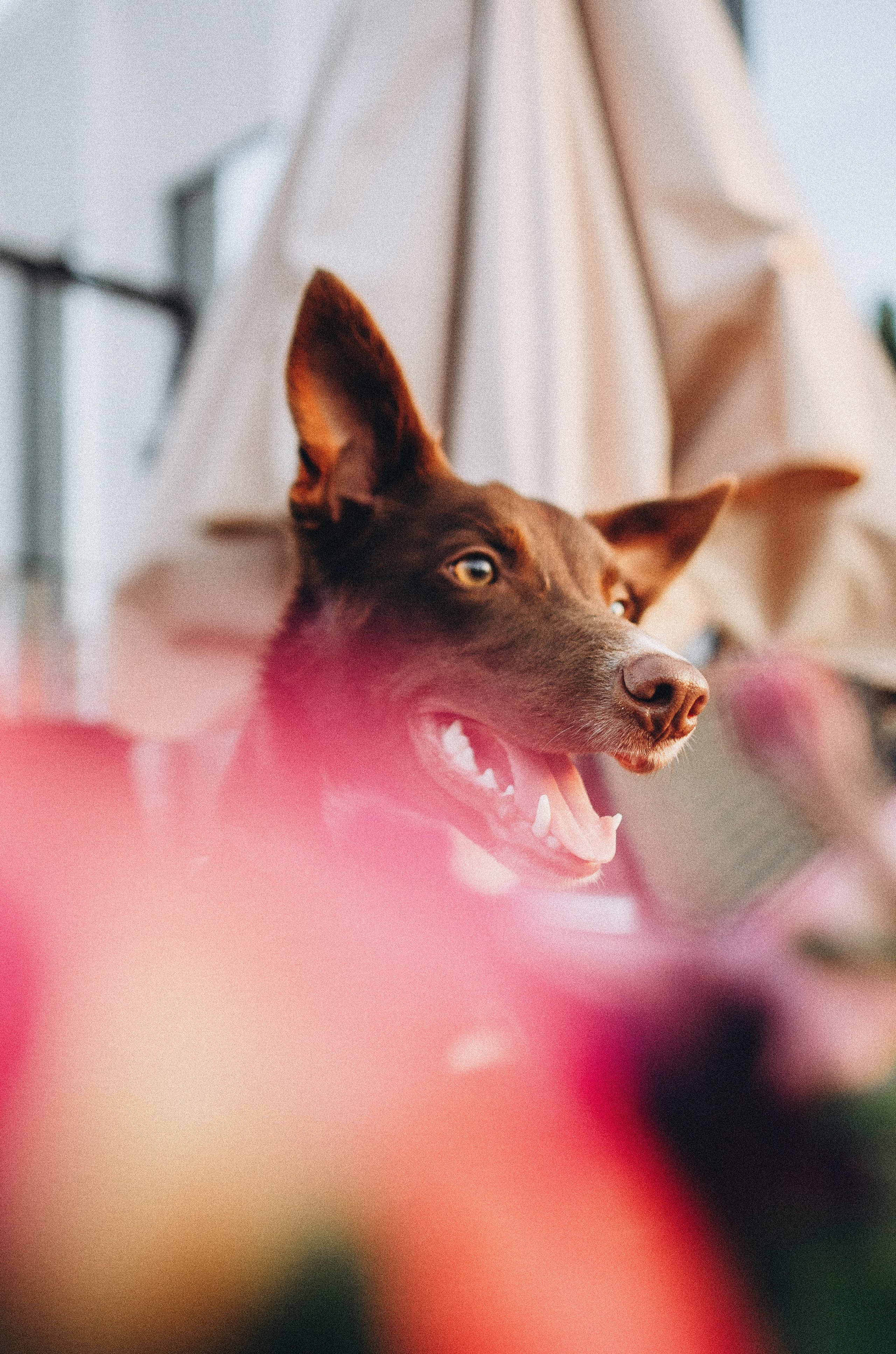 Вика и Эсса. Фотограф-анималист Богданова Полина