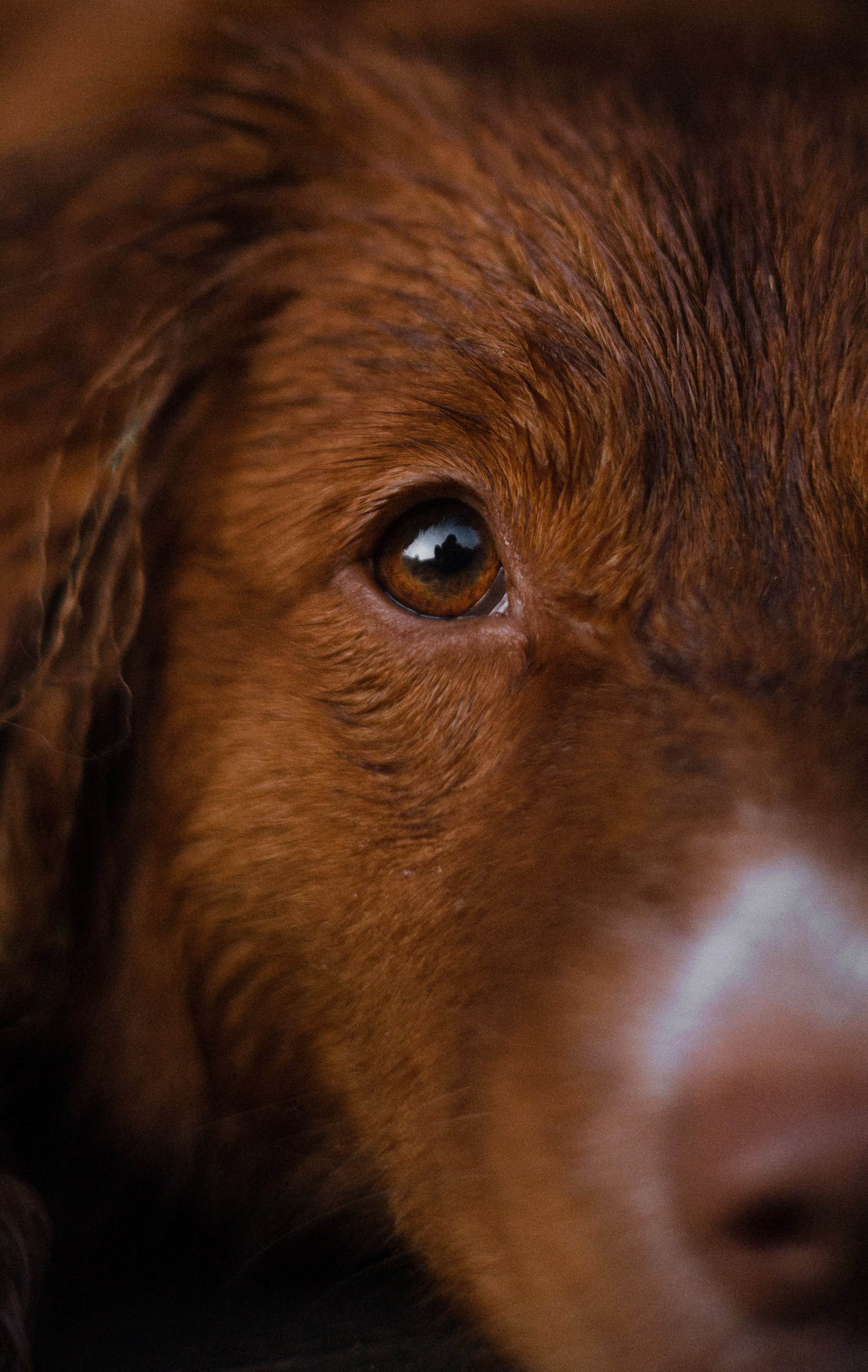 Ксюша и Мэди. Фотограф-анималист Богданова Полина