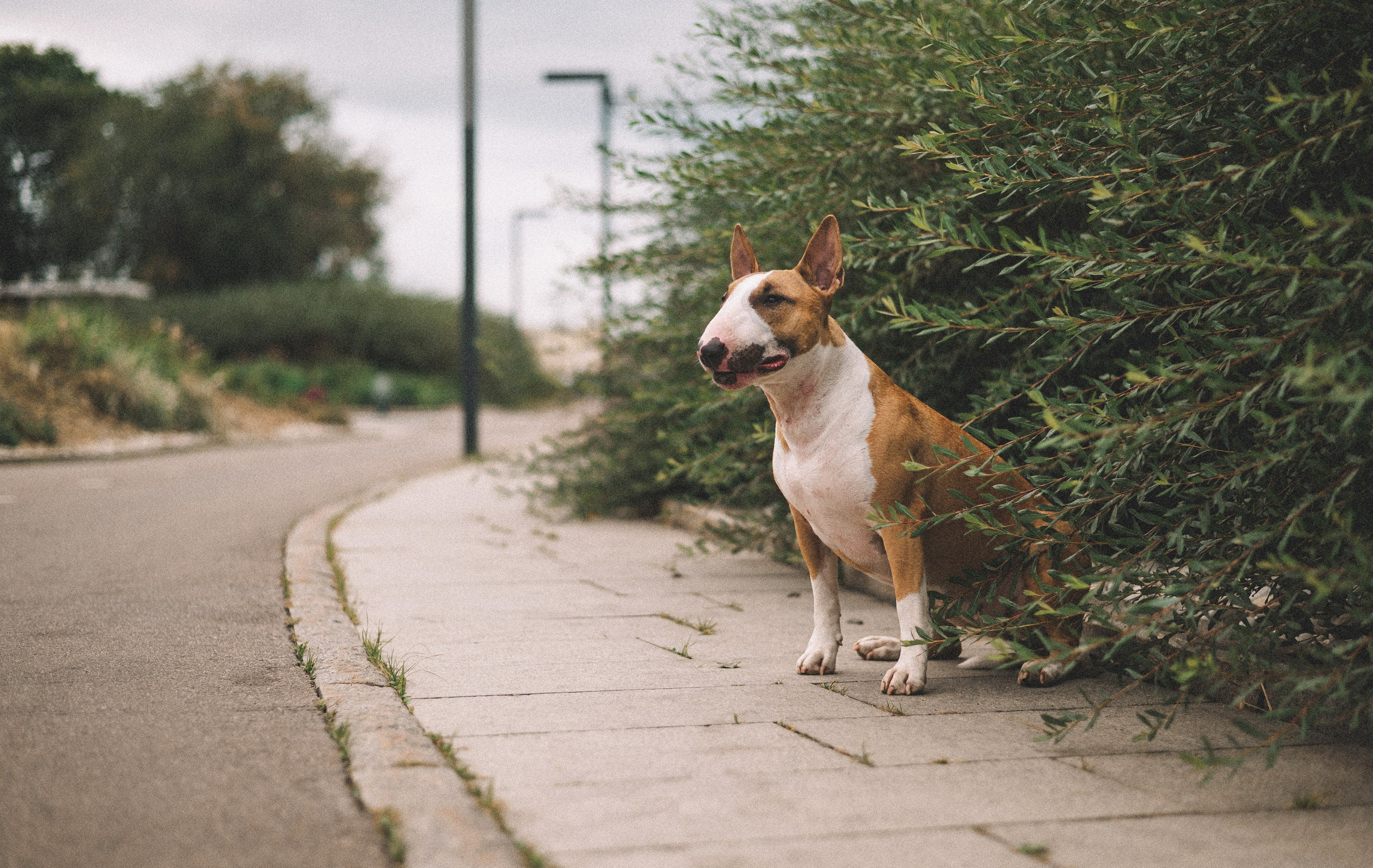 Маша и Рулька. Фотограф-анималист Богданова Полина