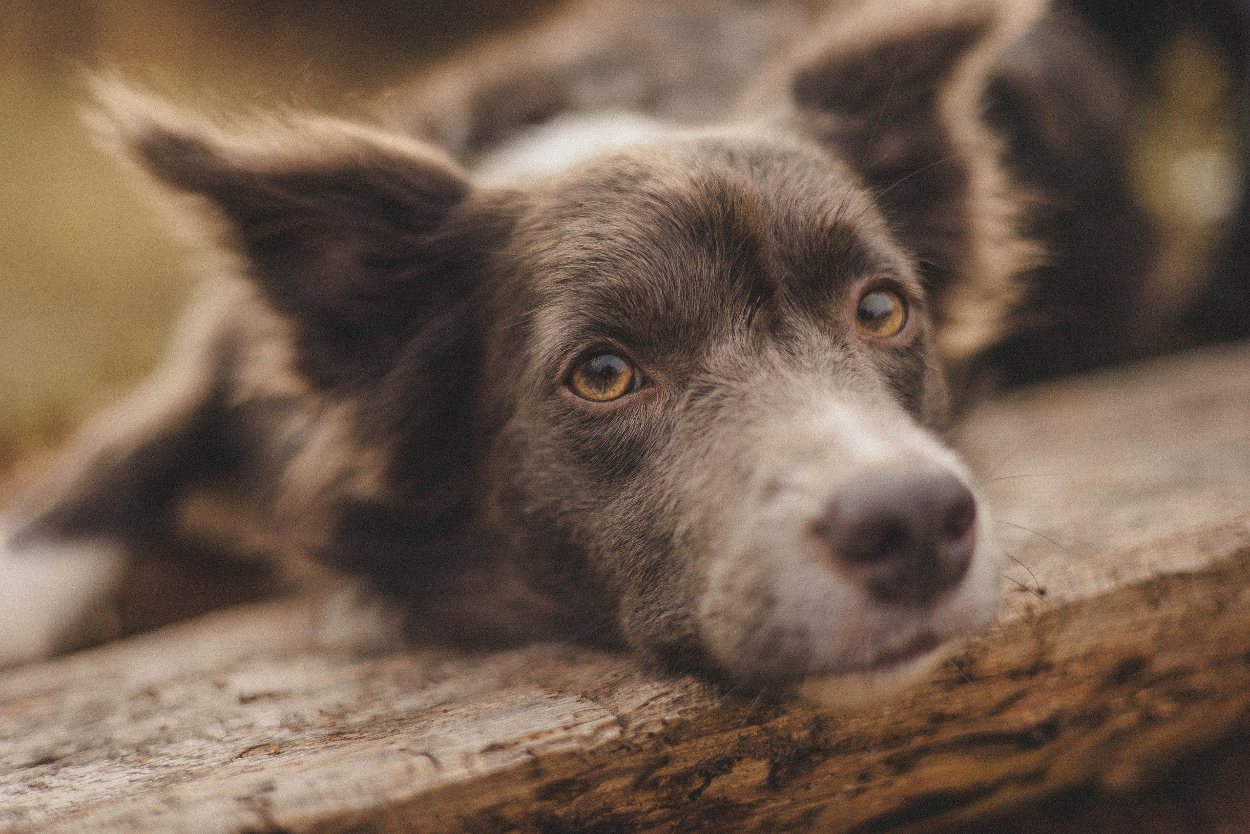 Даша и Дже. Фотограф-анималист Богданова Полина