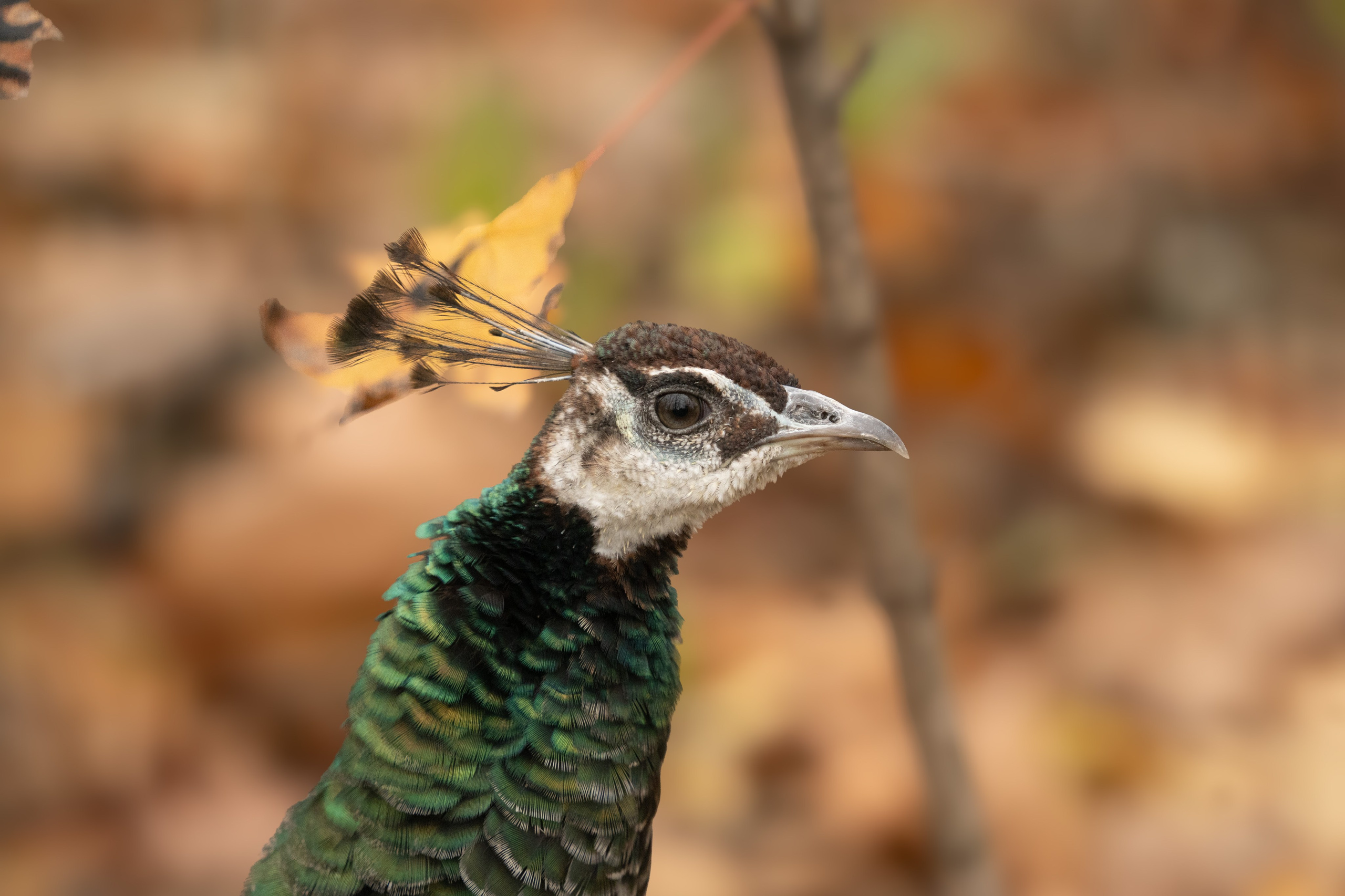 Животные. 35 мм