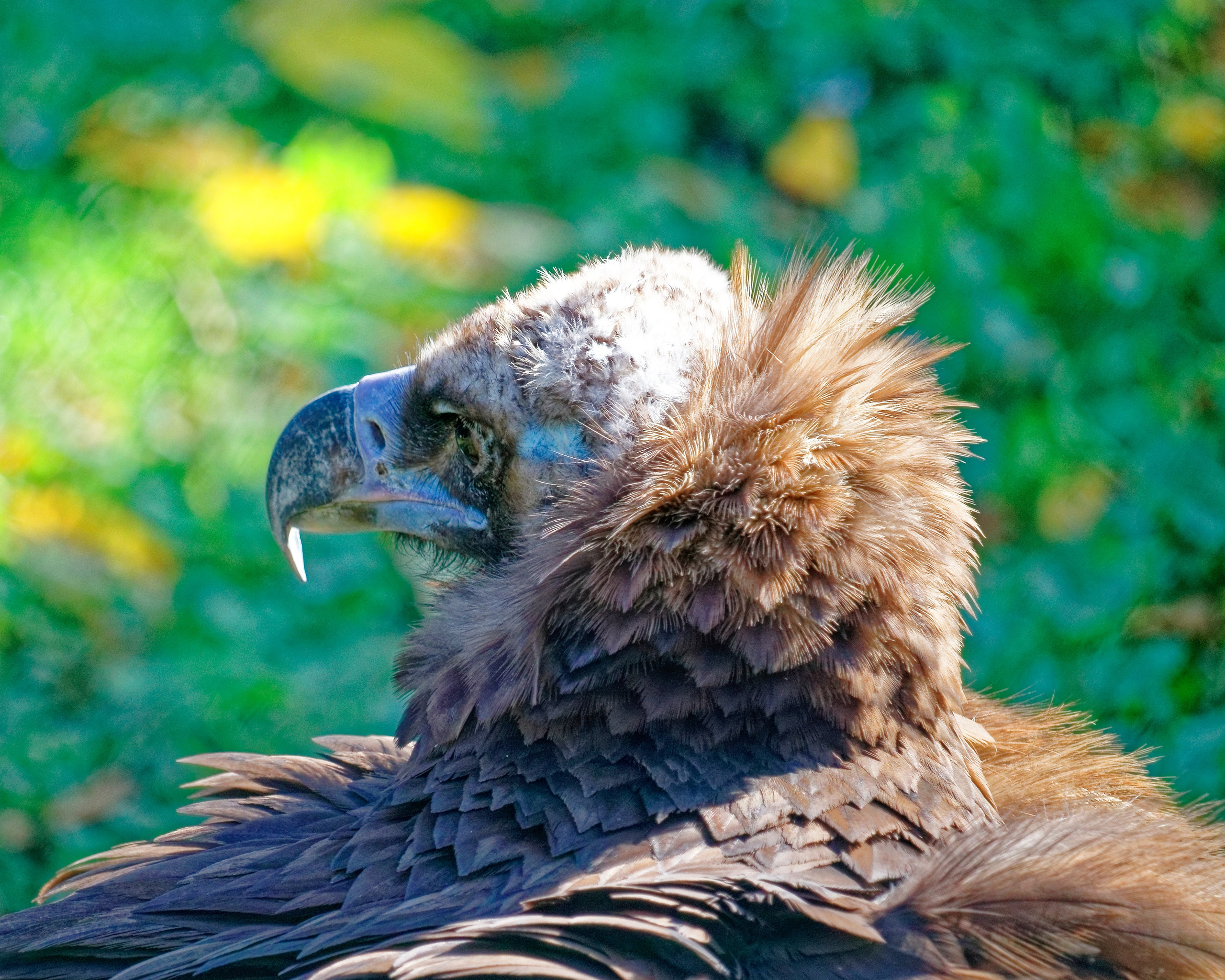 МОСКОВСКИЙ ЗООПАРК. Фотограф Владимир Роля