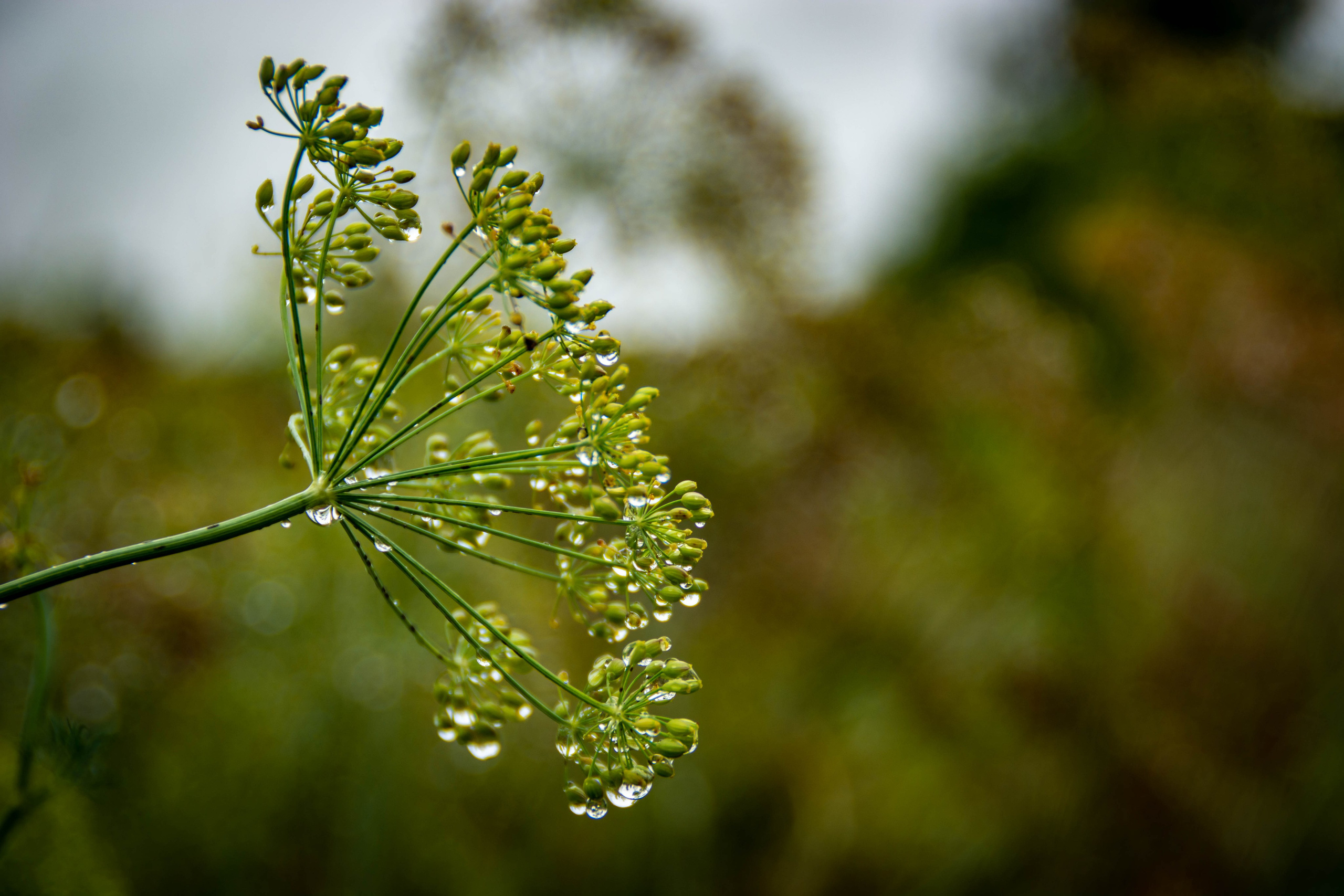 Природа в фотографии, взгляд на прекрасное через объектив фотоаппарата. Елена Волкова семейный фотограф в станице Гостагаевской города-курорта Анапа