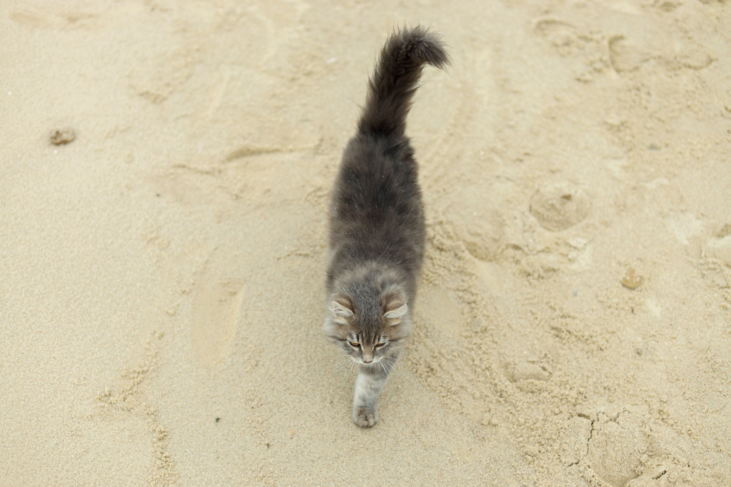 Михаил&Екатерина. Свадебный фотограф в Ростове-на-Дону Базарова Анастасия