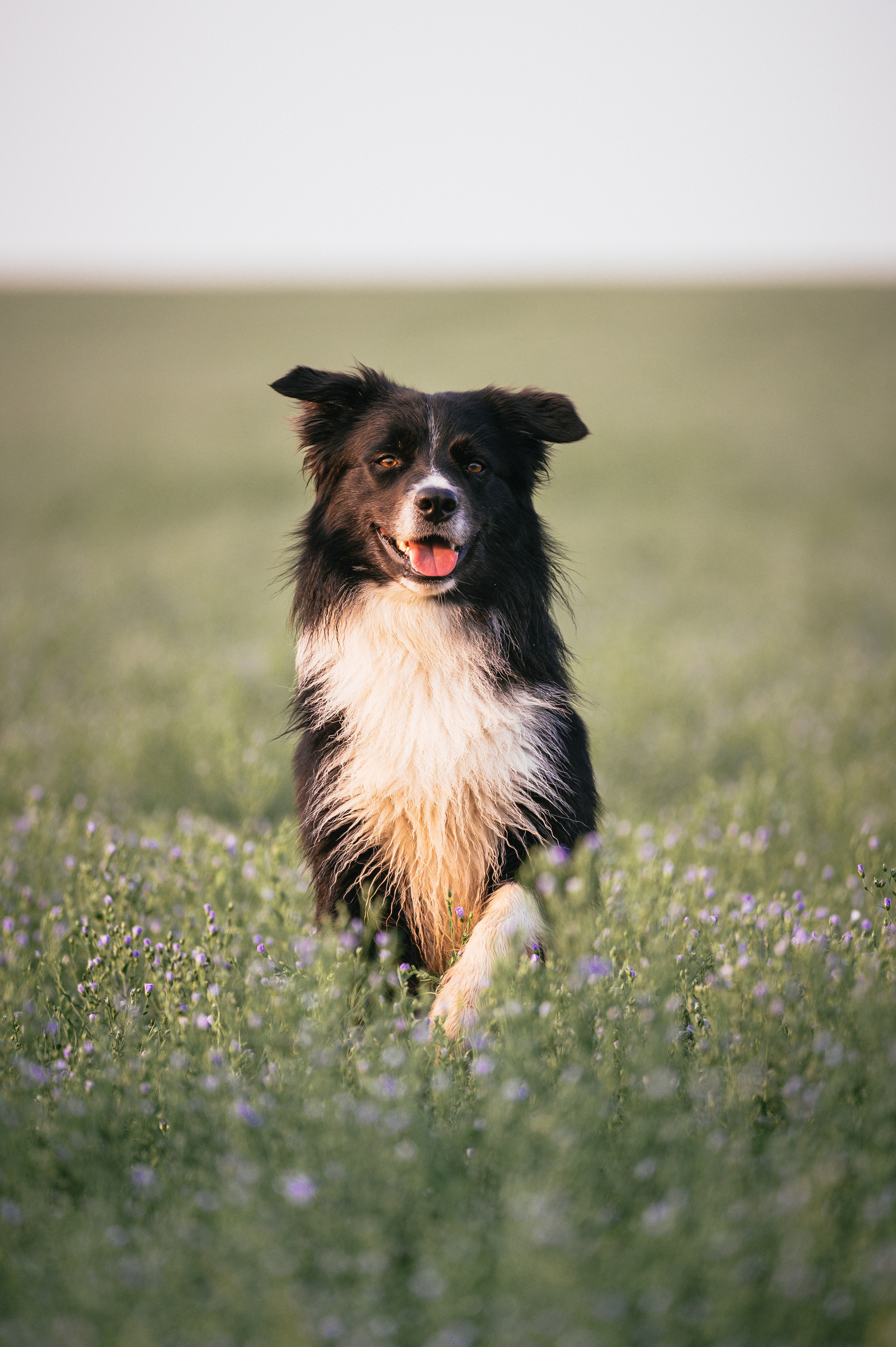 Прогулка на рассвете с бордер-колли. Фотограф в Ростове —на — Дону