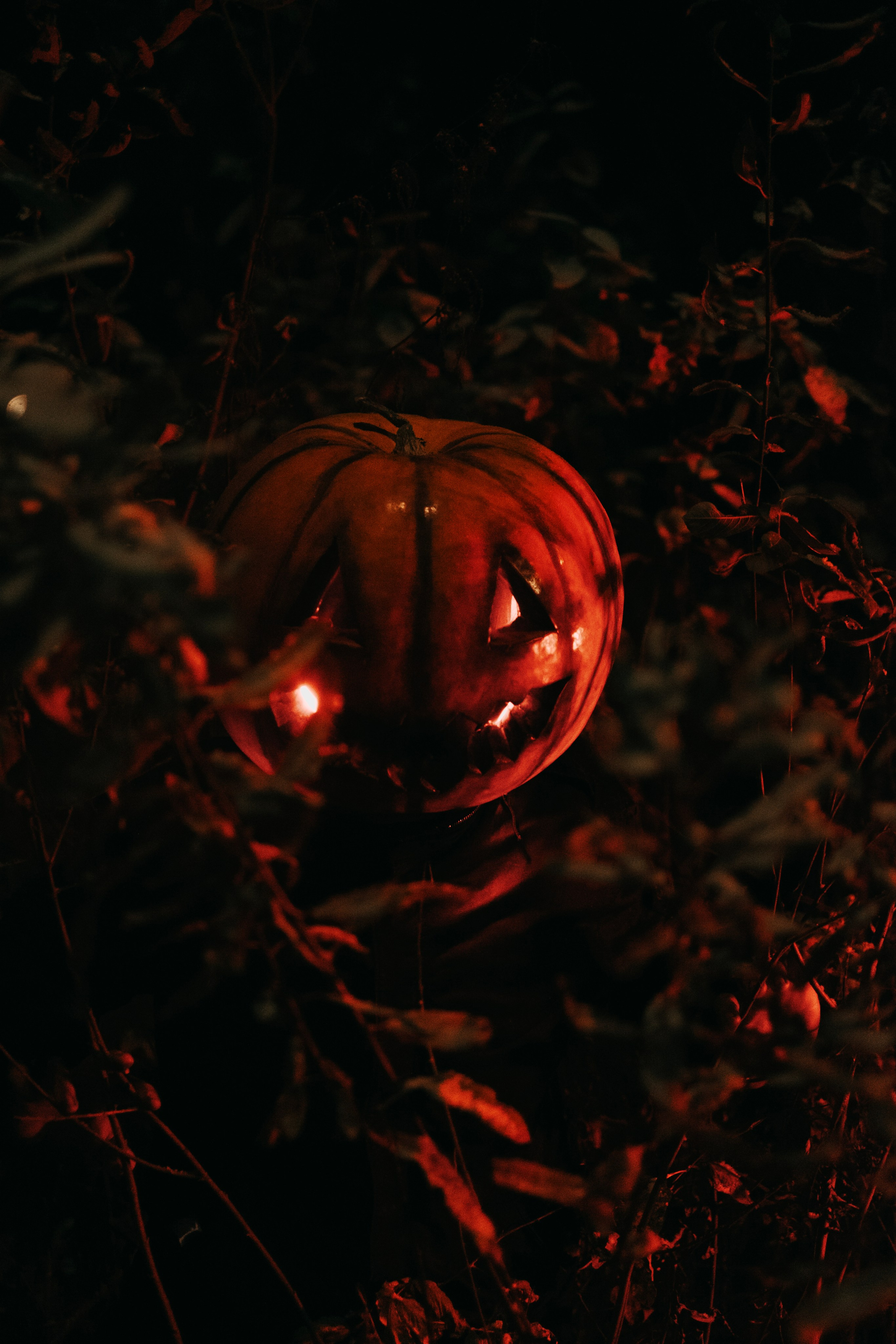 «Избранник тыквенной грядки». Фотограф (Москва, Мытищи)— Комова Анастасия