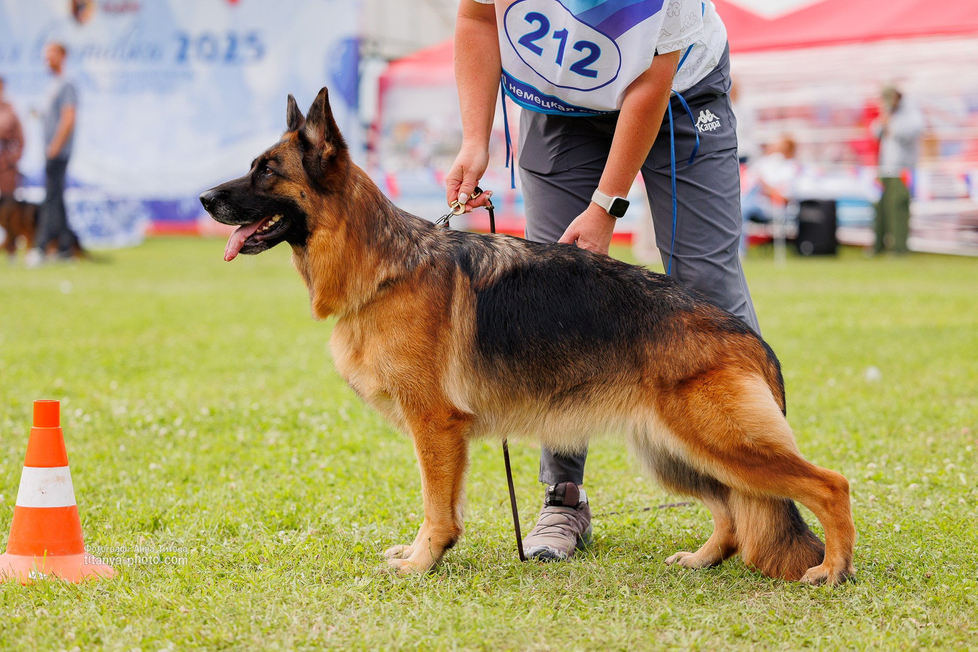 Немецкие овчарки: фото из рингов и вне ринга, мутпроба (фотографии с выставок). Фотограф собак, фотограф-анималист Аня Титова (Titanya). Москва