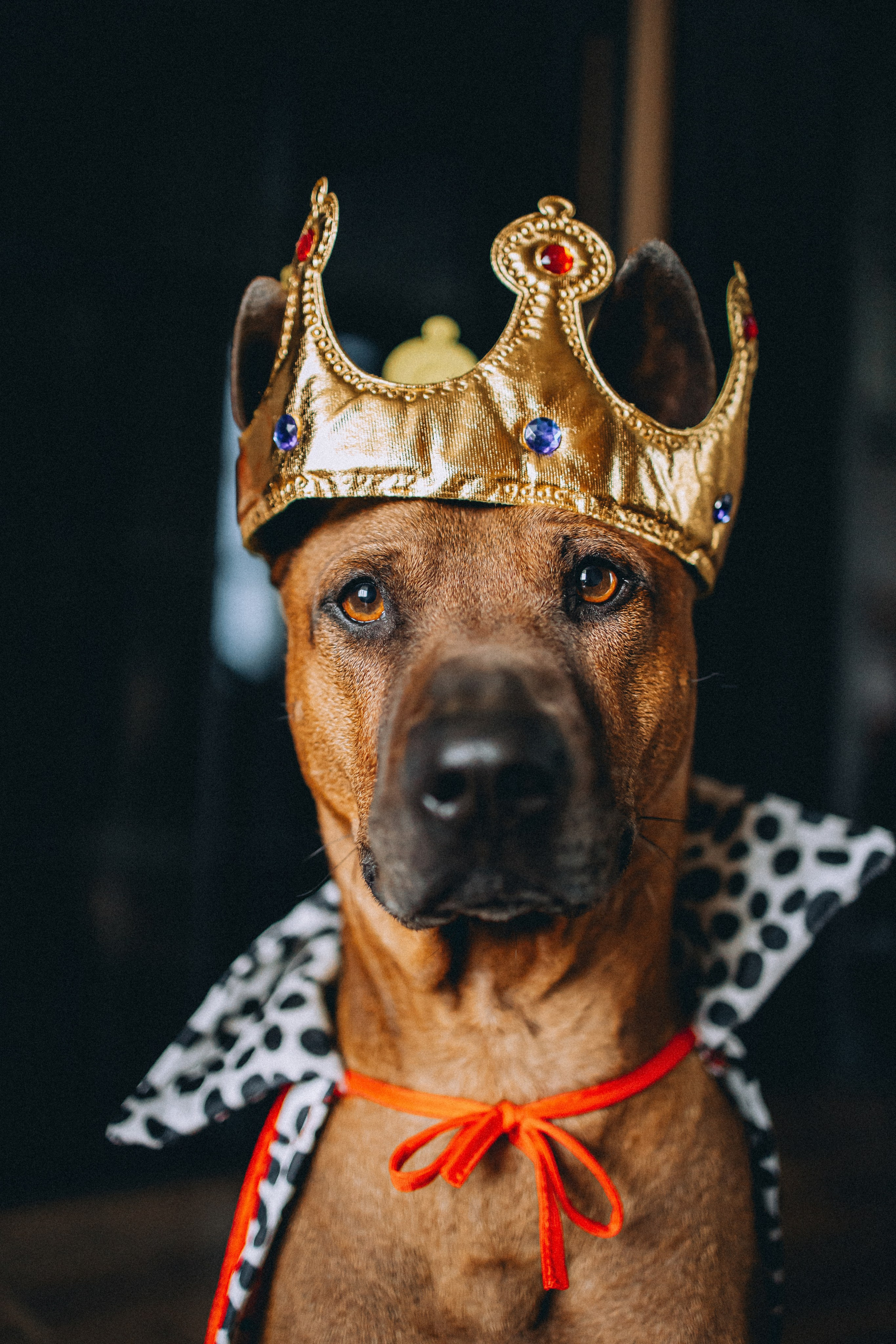 Оксана и Зевс