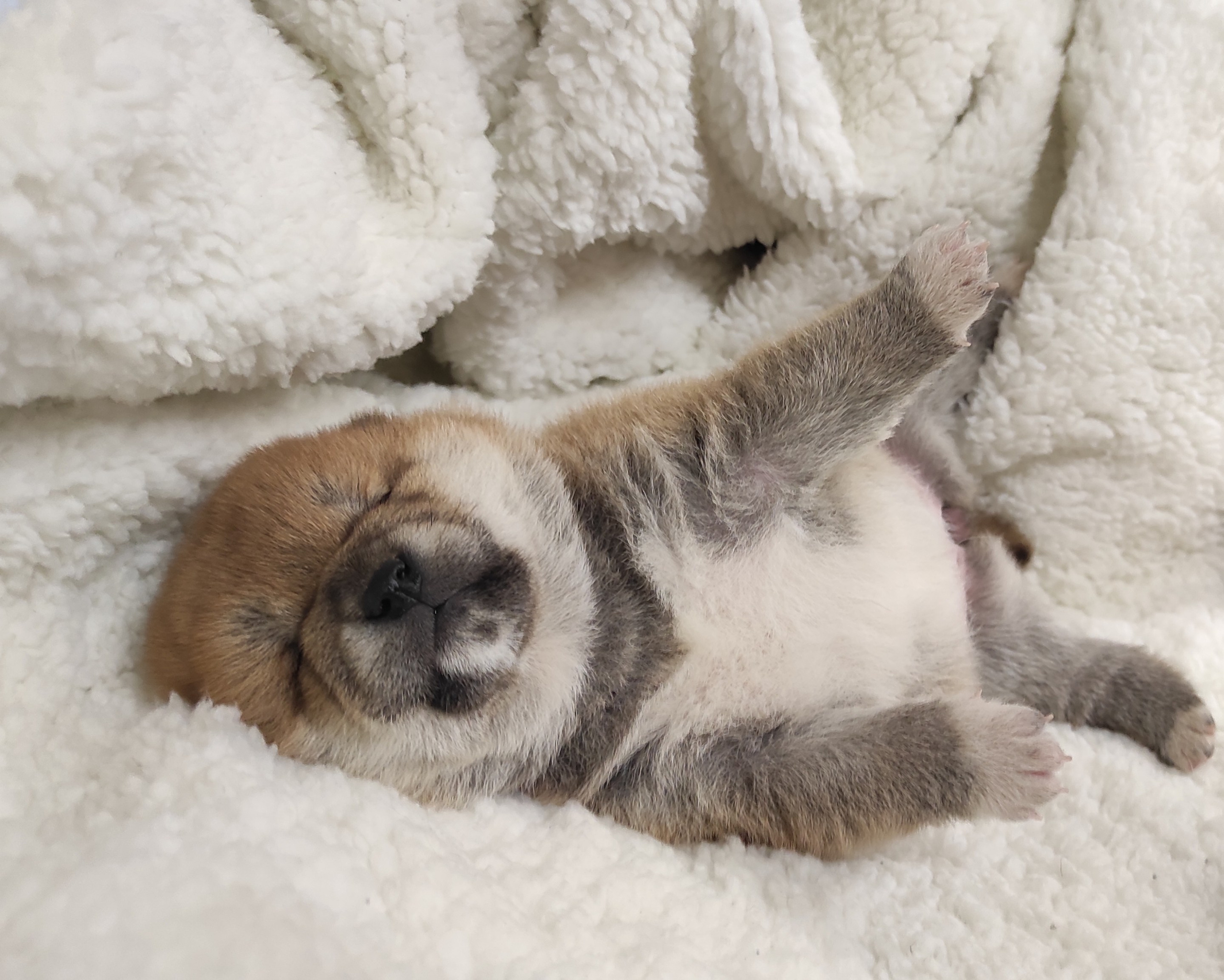 сиба питомник Рубилайт щенки на продажу rubylight  сиба щенки купить СПб Санкт-Петербург 